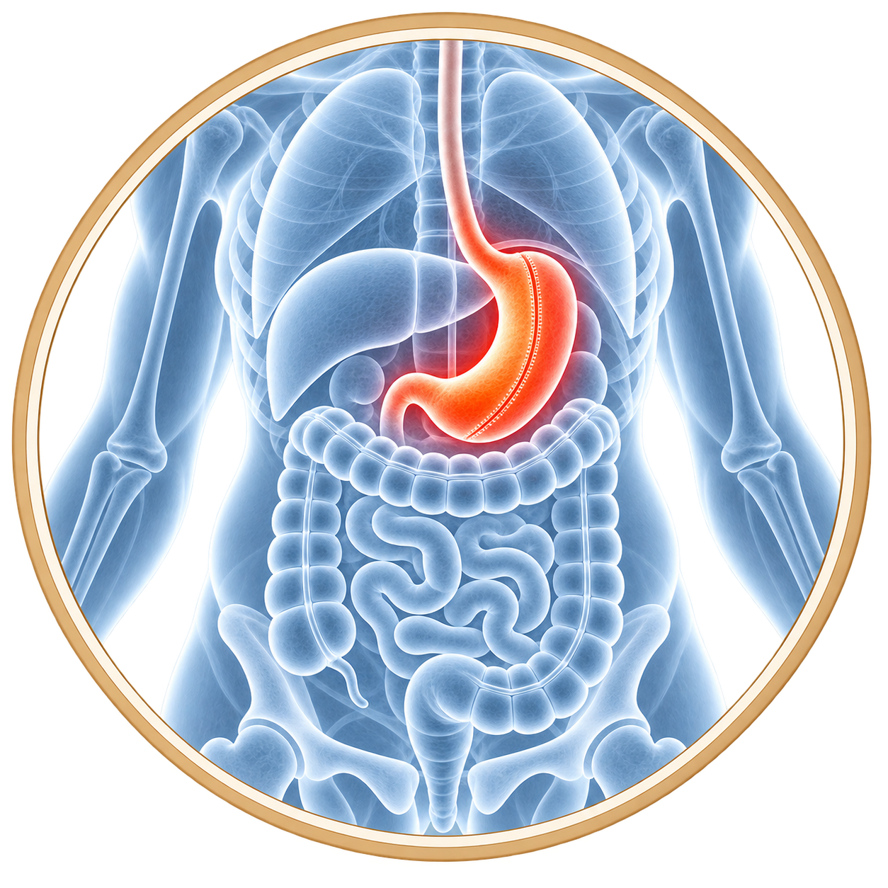 Medical illustration of the digestive system highlighting the stomach.