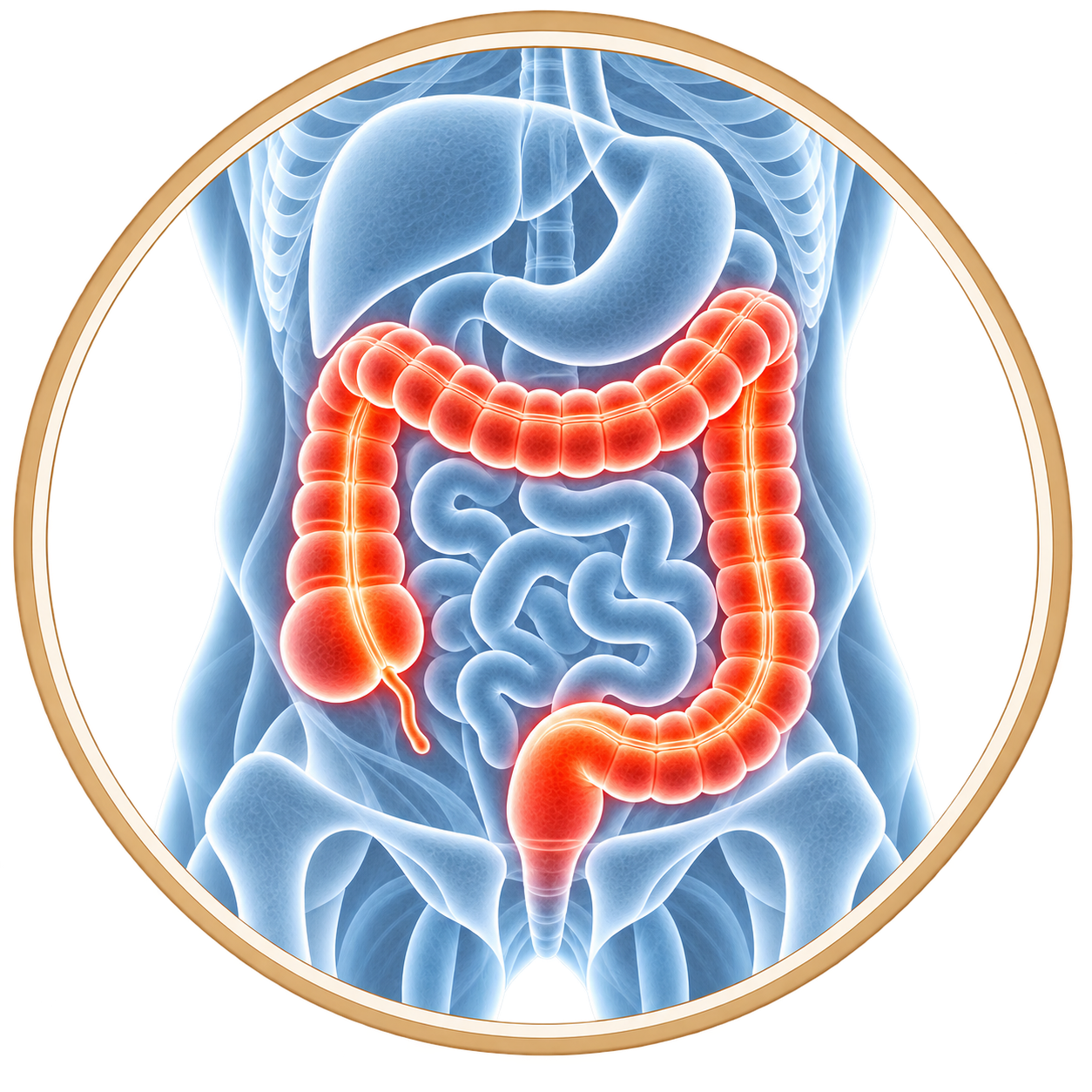 Medical illustration of the digestive system highlighting the colon and large intestine.