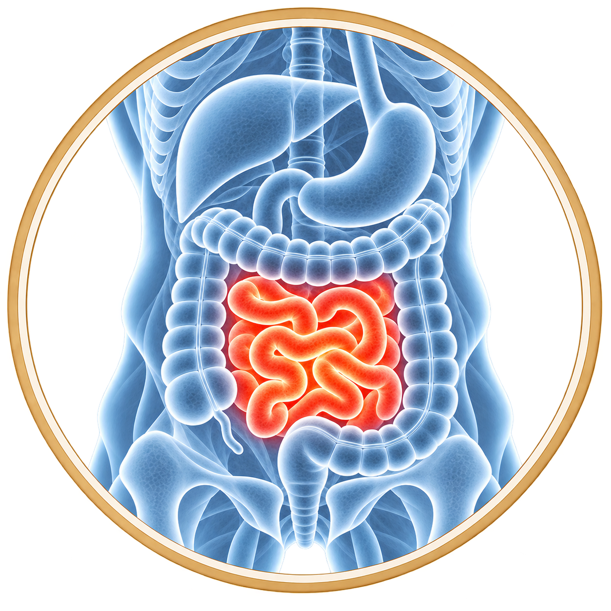 Medical illustration of the digestive system highlighting the small intestine.
