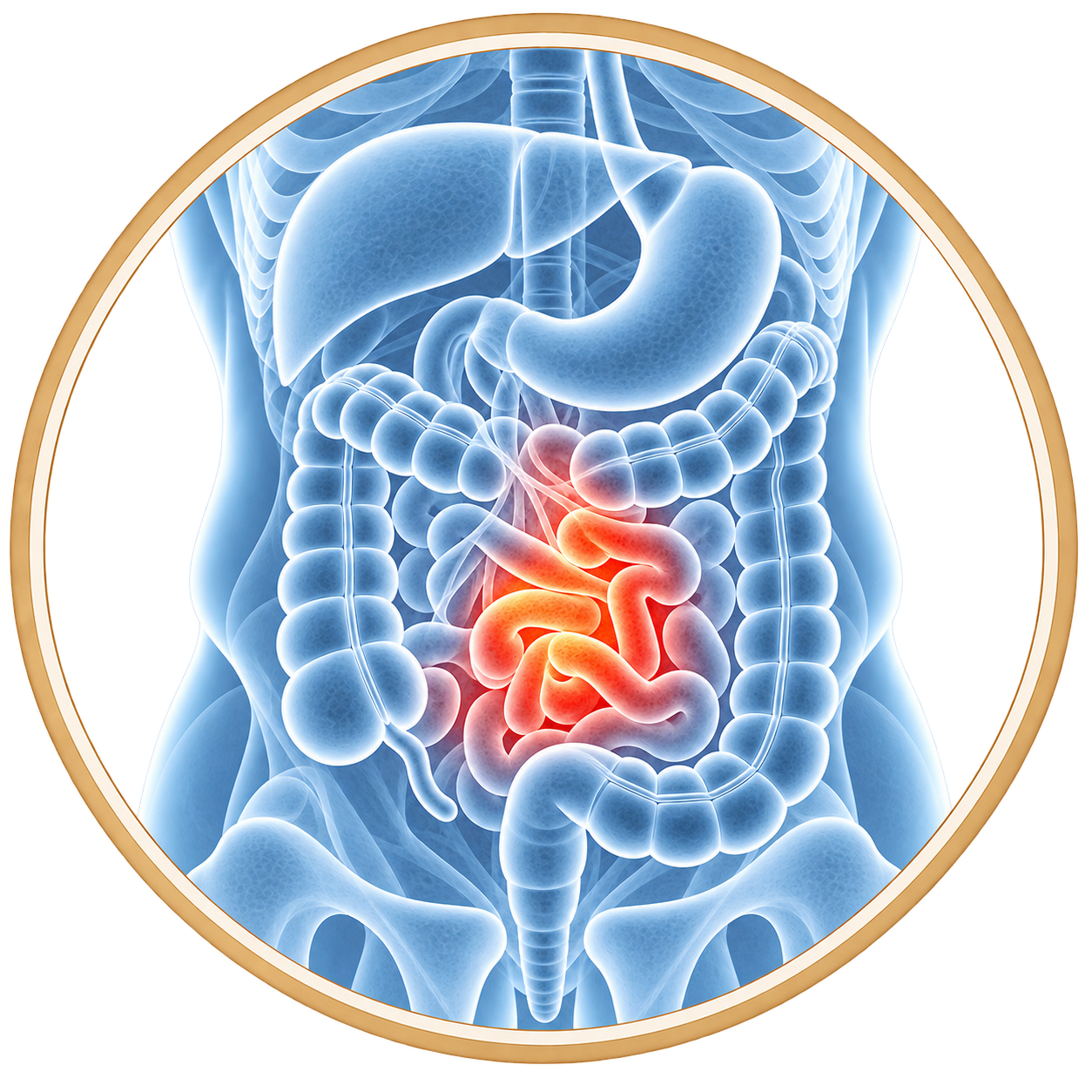Medical illustration of the digestive system highlighting the small intestine.