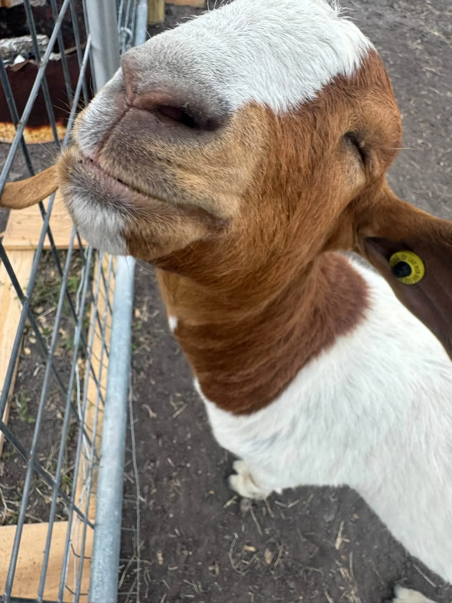 Close-up of a goat with its head tilted upward, showing its nose and closed eyes behind a metal fence.