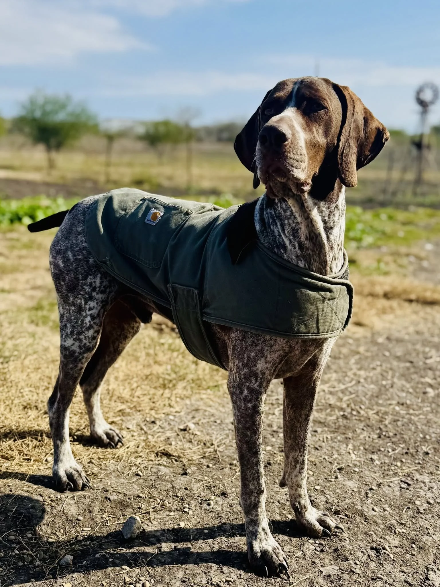 A dog wearing a green jacket standing outdoors on dirt with sparse grass, trees, and a blue sky in the background.