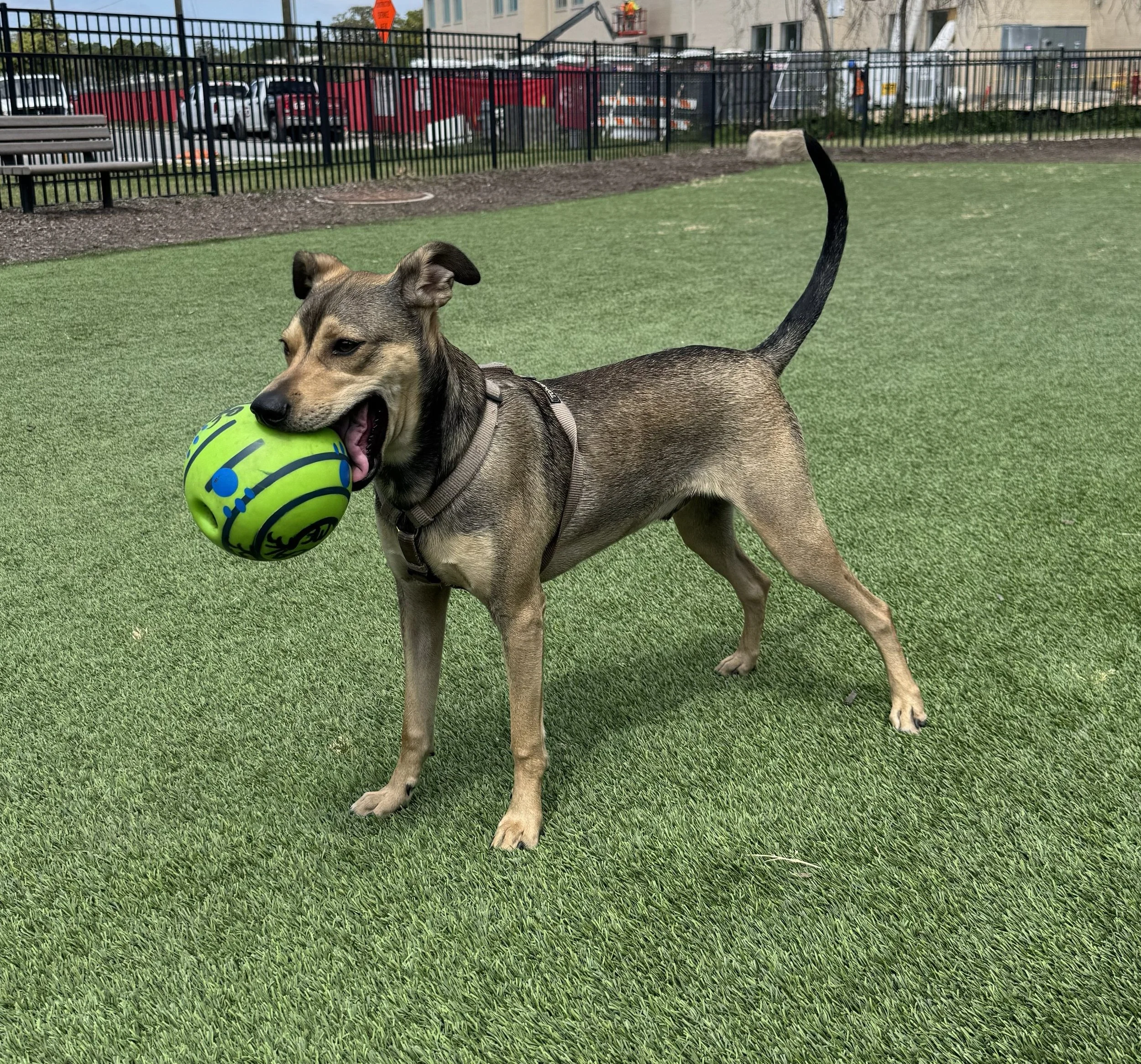 A dog playing with a brightly colored green and blue ball in a fenced outdoor dog park with artificial grass.