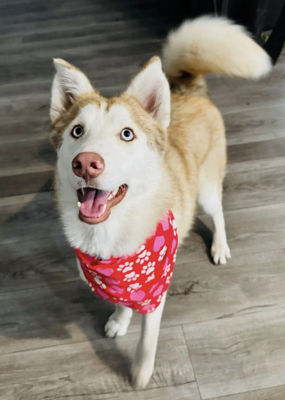 A happy husky dog with blue eyes wearing a red bandana with pink paw prints standing on a wooden floor.