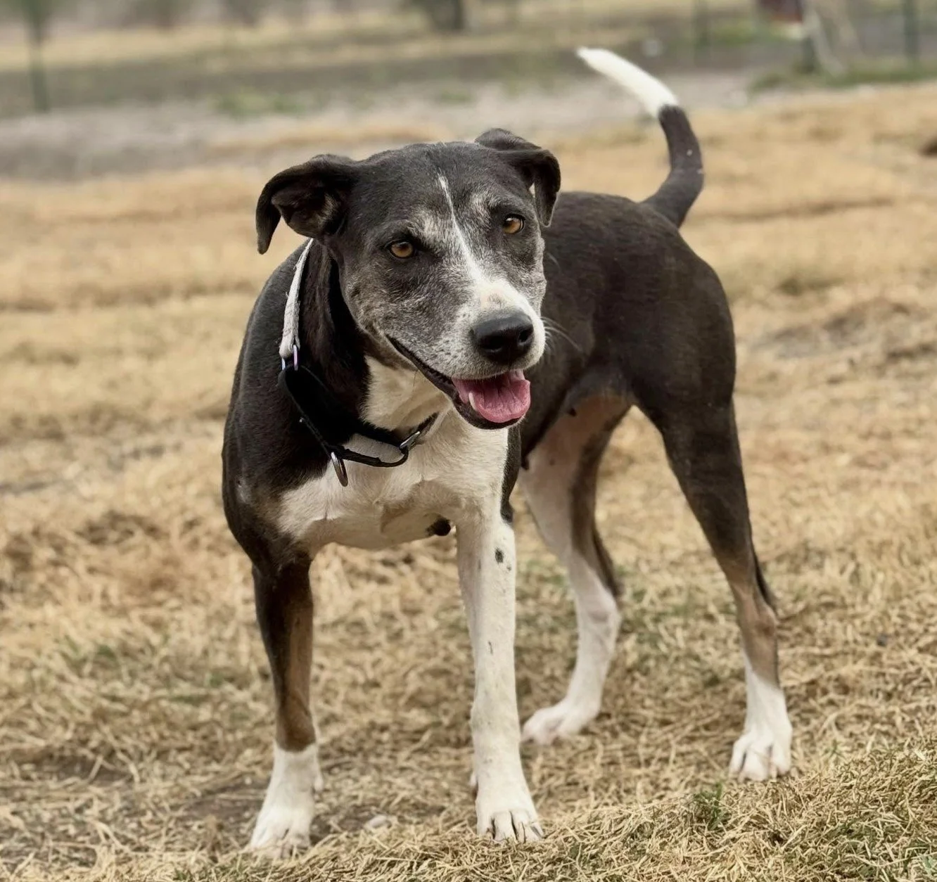 A happy dog with a black and white coat standing outdoors on a grassy area.