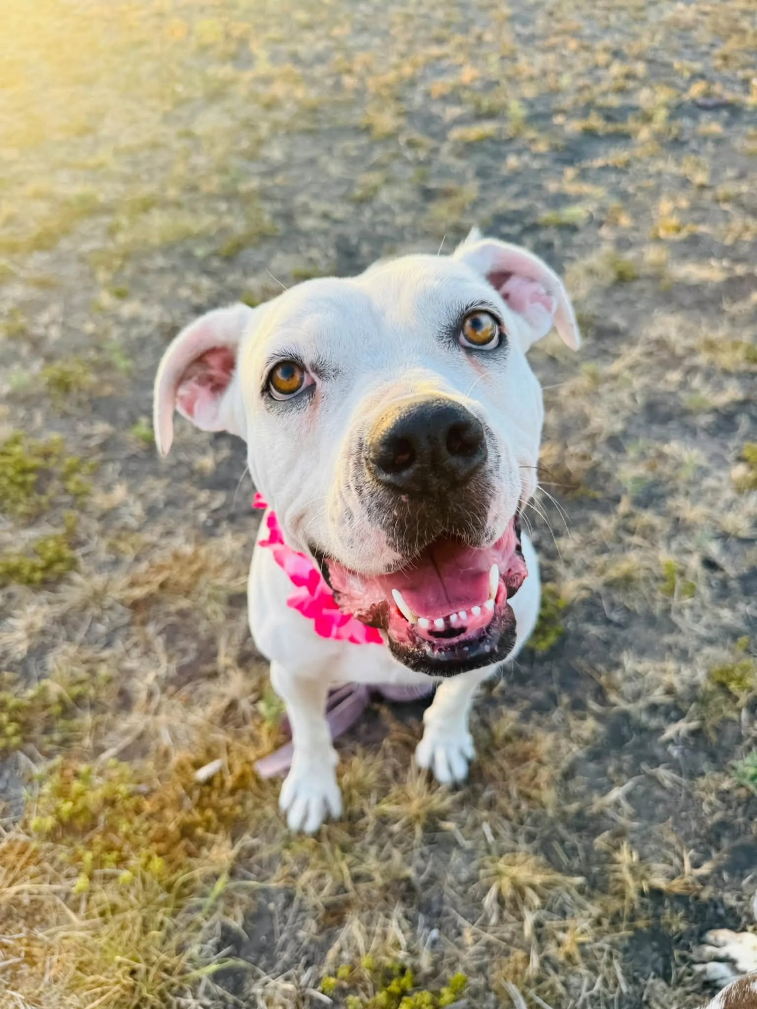 Close-up of a happy white dog with brown eyes, pink collar, and open mouth, standing outdoors on grass and dirt during daylight.