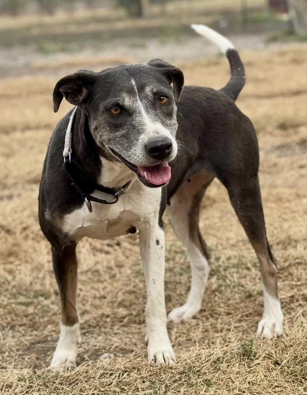 A joyful black and white dog standing on dry grass in an outdoor setting, smiling with its tongue slightly out, wearing a collar.