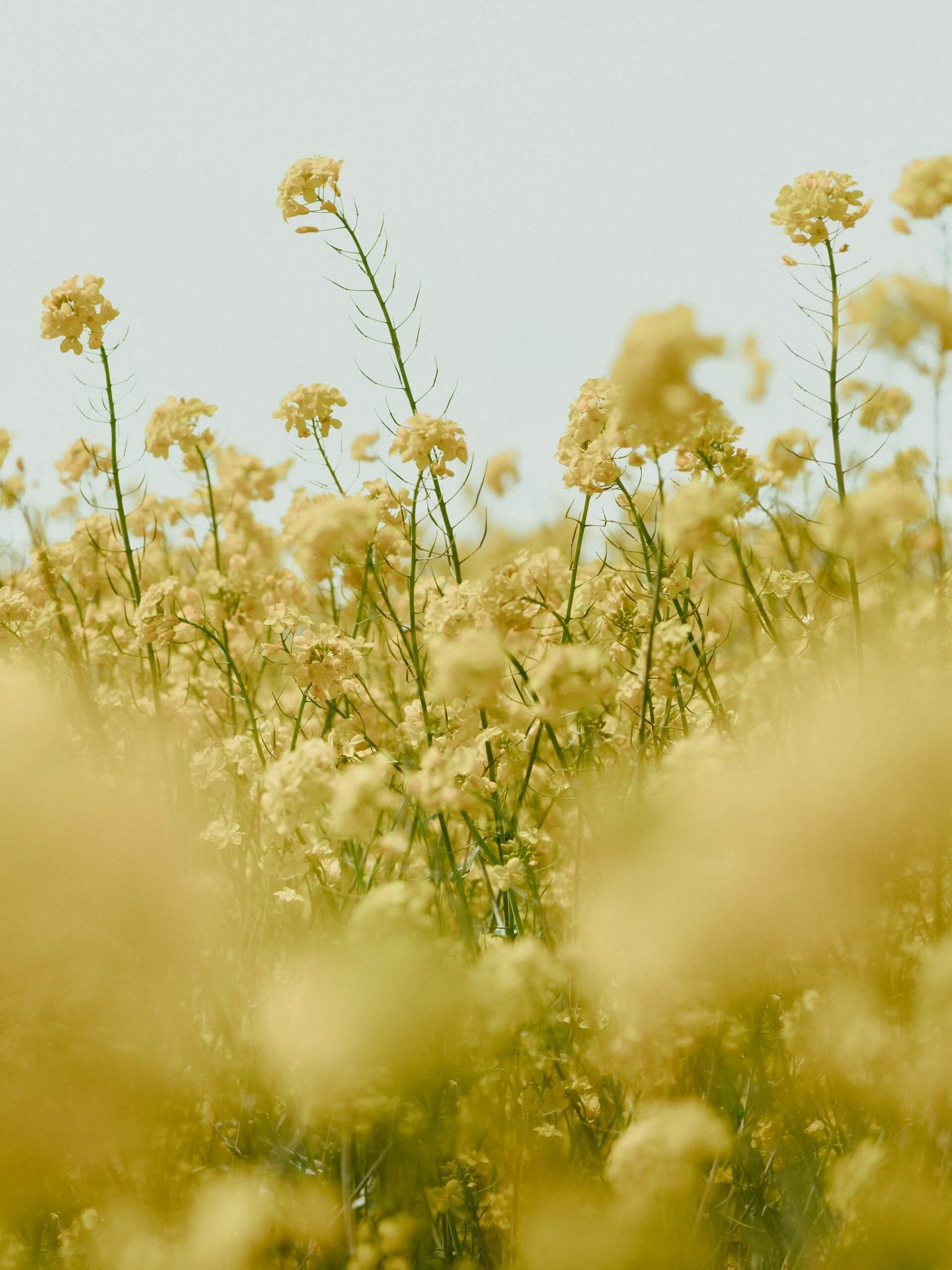 A field of yellow flowers under a pale sky with some taller flowers standing out above the rest.
