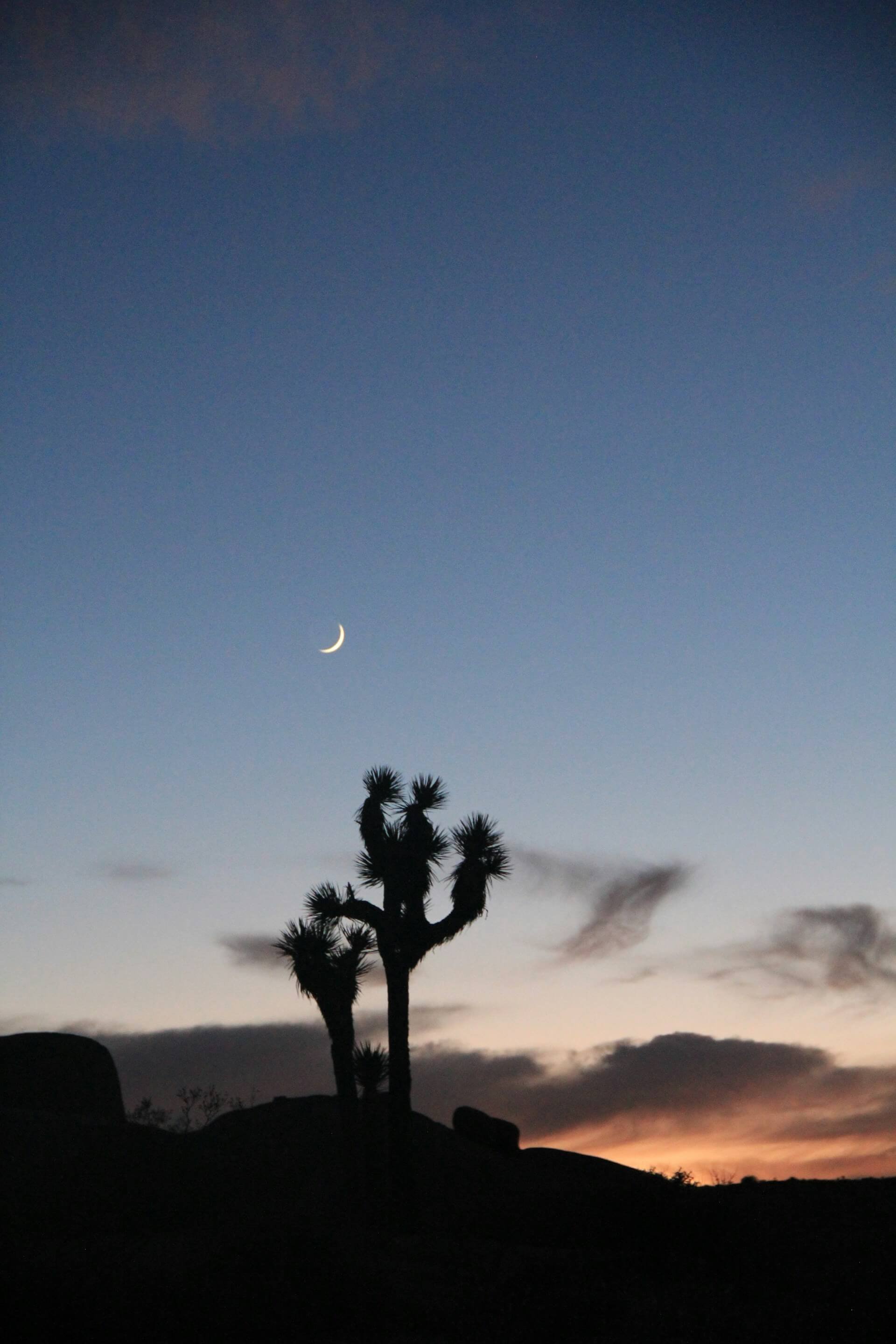 A crescent moon in the evening sky above a silhouette of a desert Joshua tree, with some distant clouds and mountain ridges.