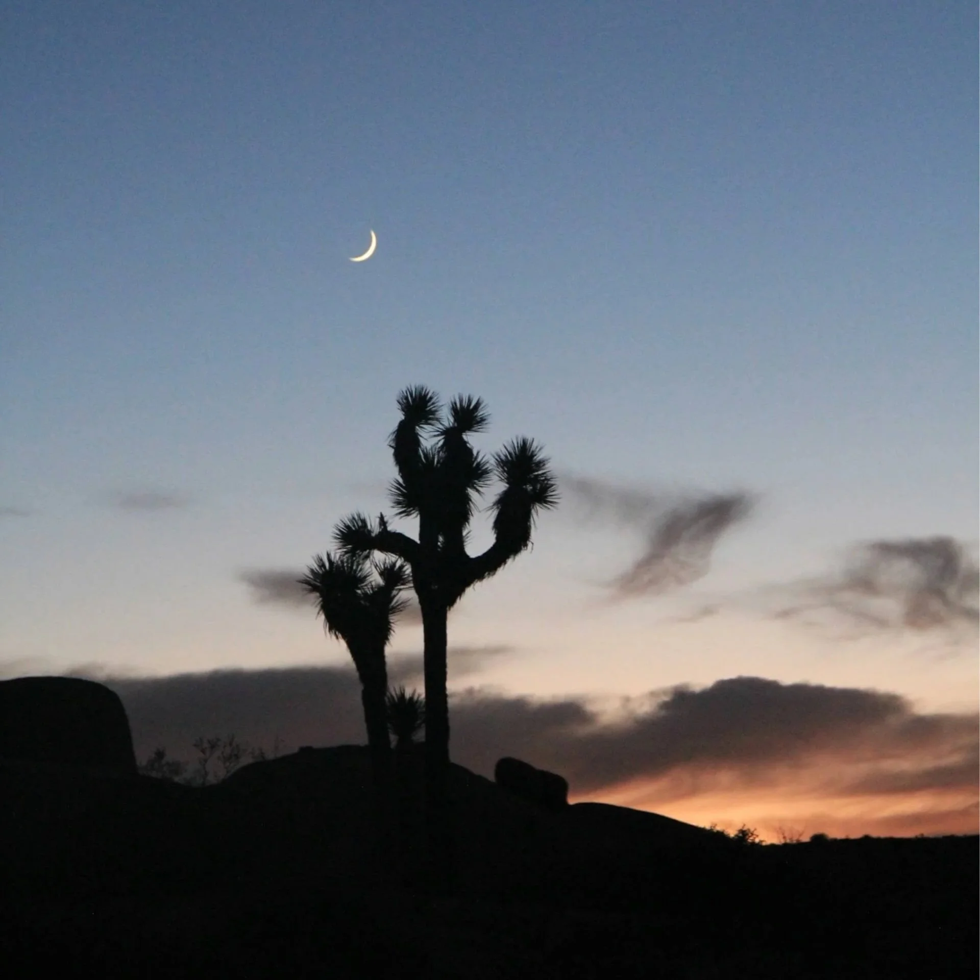 Silhouette of a Joshua tree against a twilight sky with a crescent moon and distant mountains.