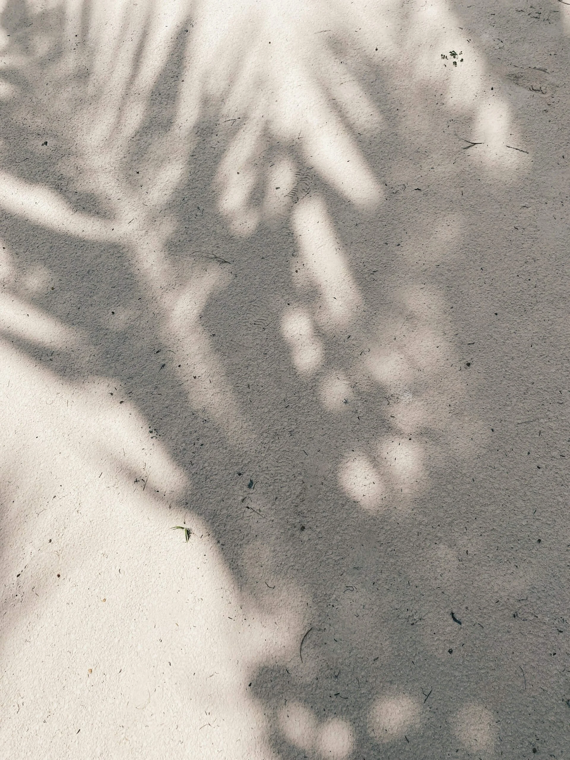 Shadows of leaves cast on sandy ground with small scattered debris and a small green plant.