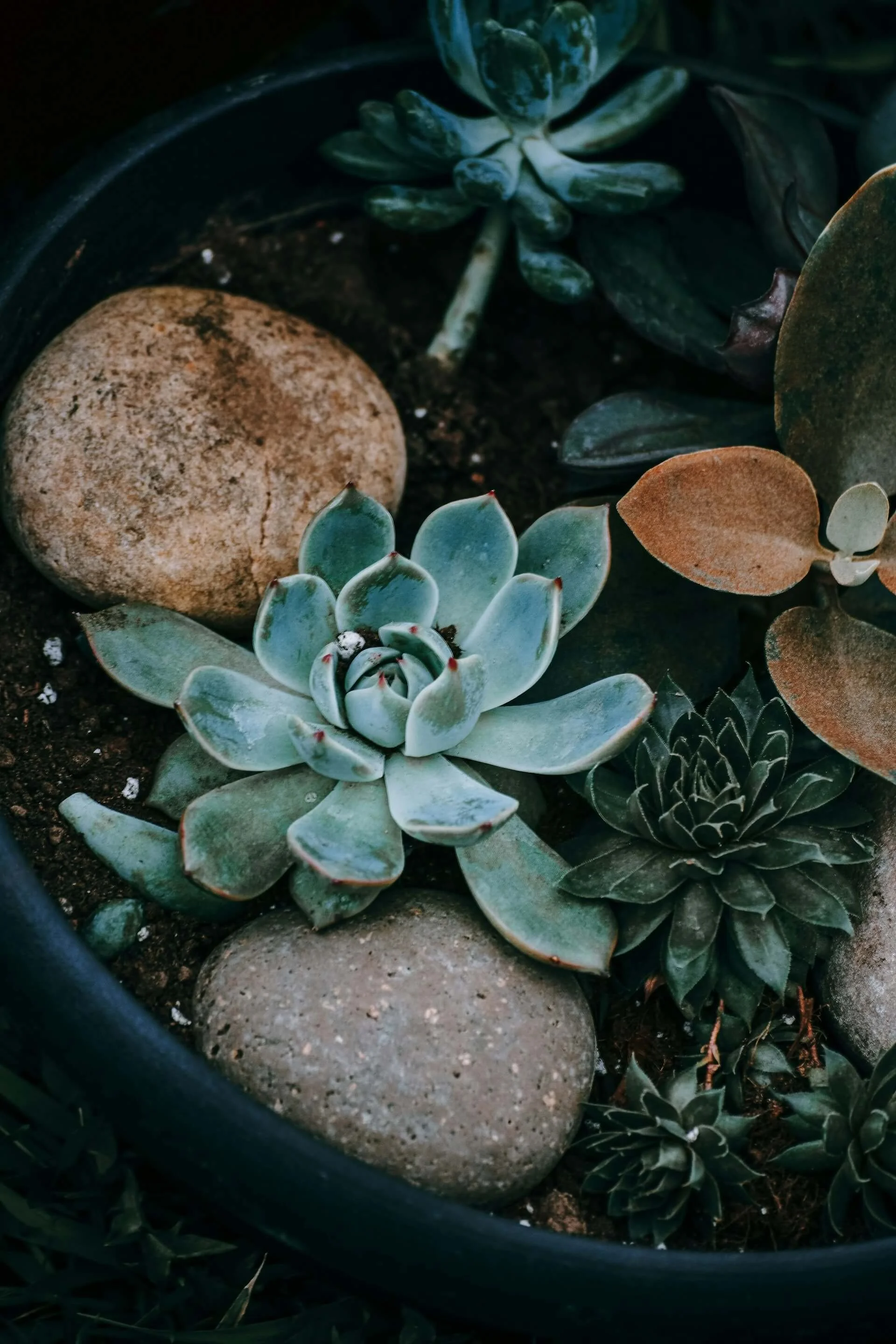 Succulent-Rocks-Stock-Imagery.jpg