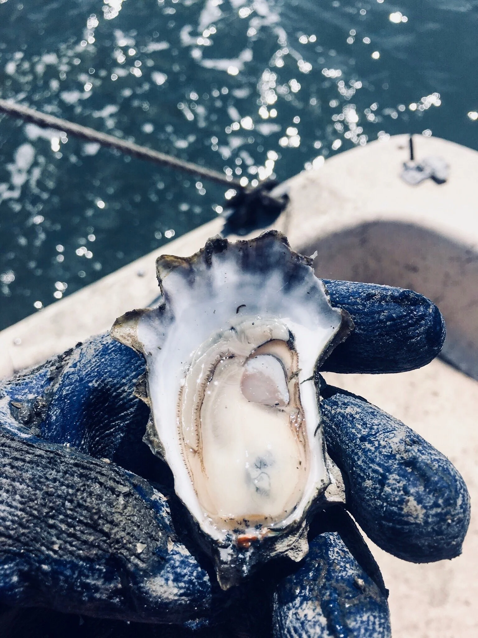 OCT 17 at 5:30 | Regional Road Trippin’: Charleston Raw Bar