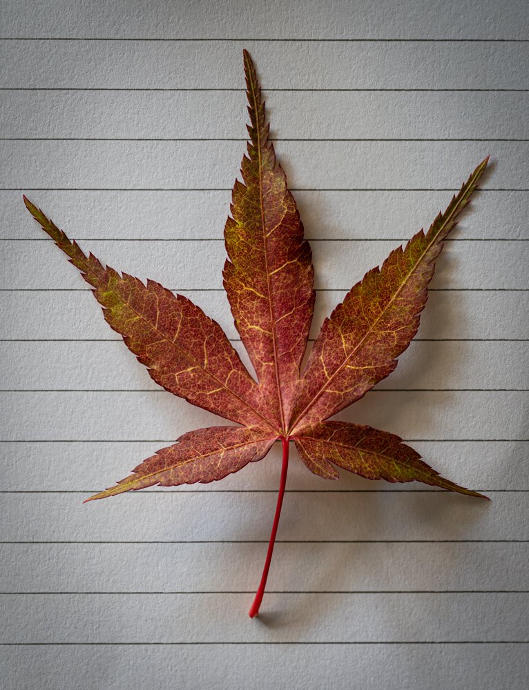  This is a maple leaf on a piece of paper from one of our bonsais.
