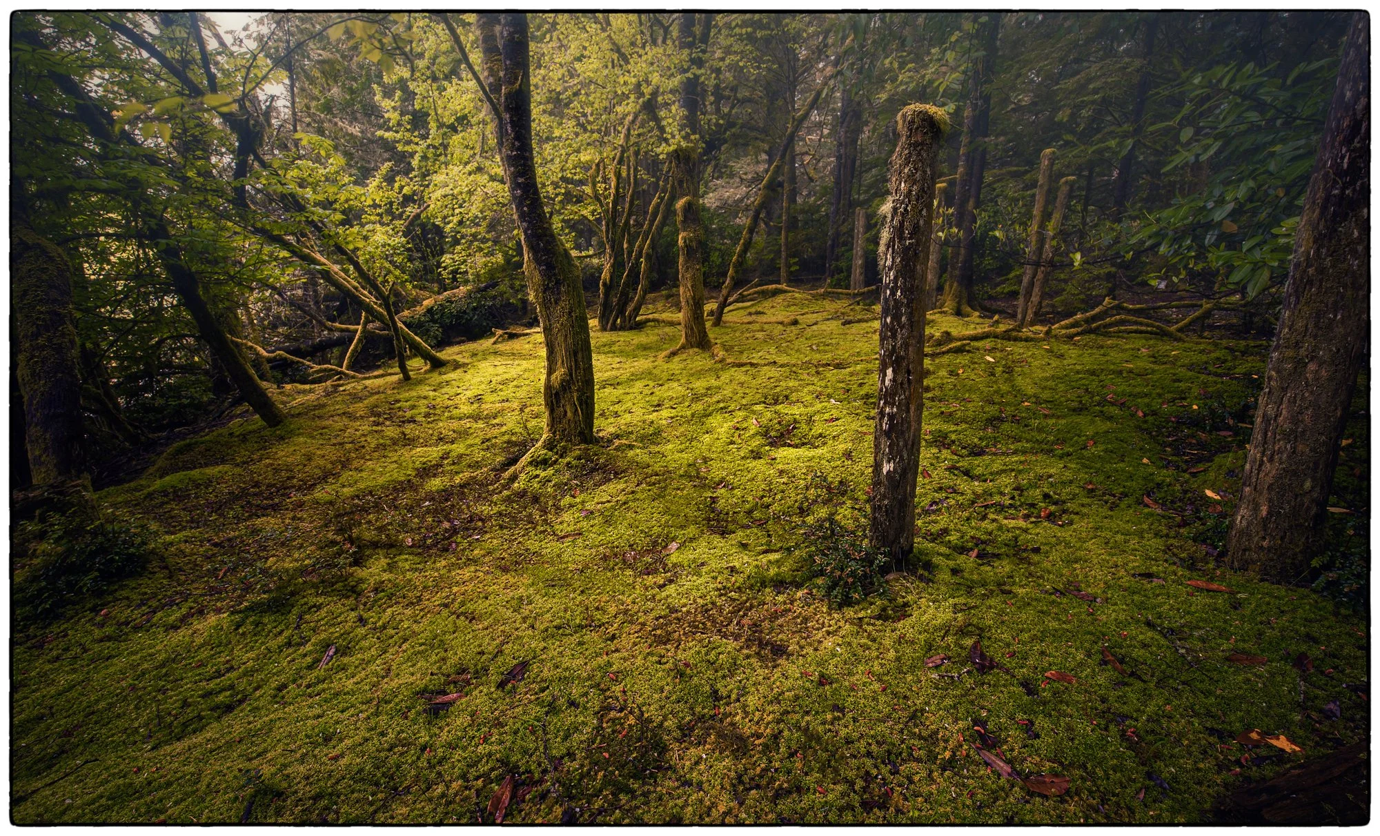 This was the Joe's garden on Dodd island.