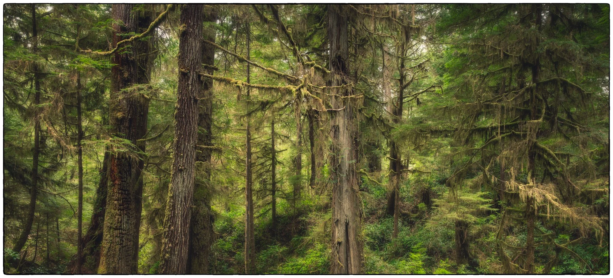 Pacific Rim National Park close by Tofino