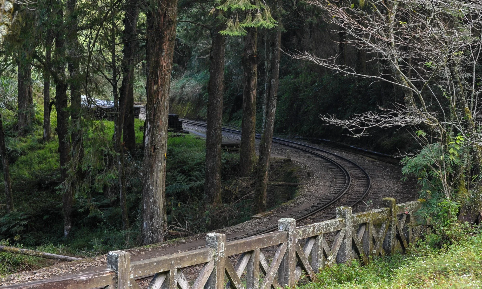 Alishan historical railroad.