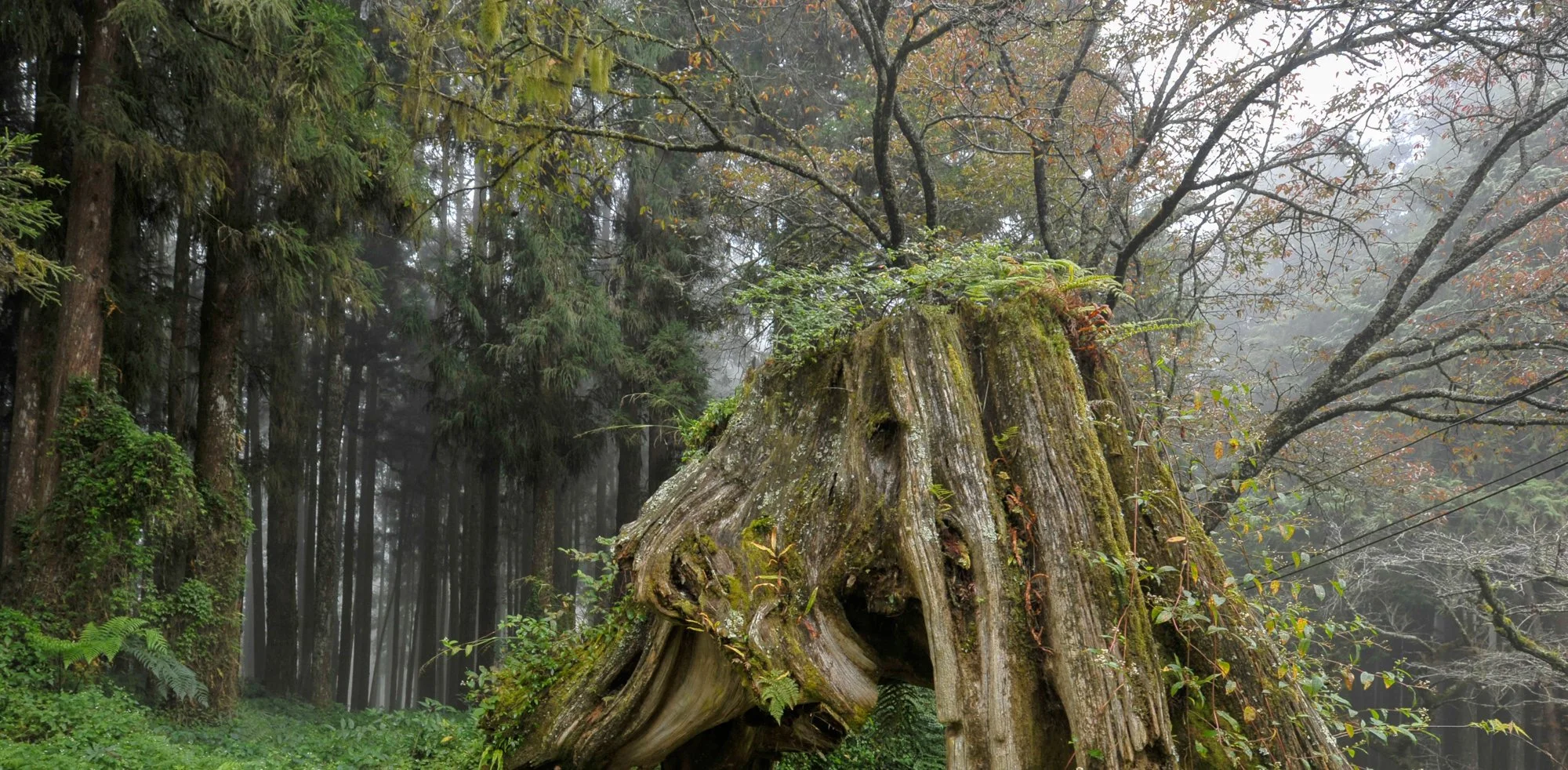 Misty forests of Alishan.