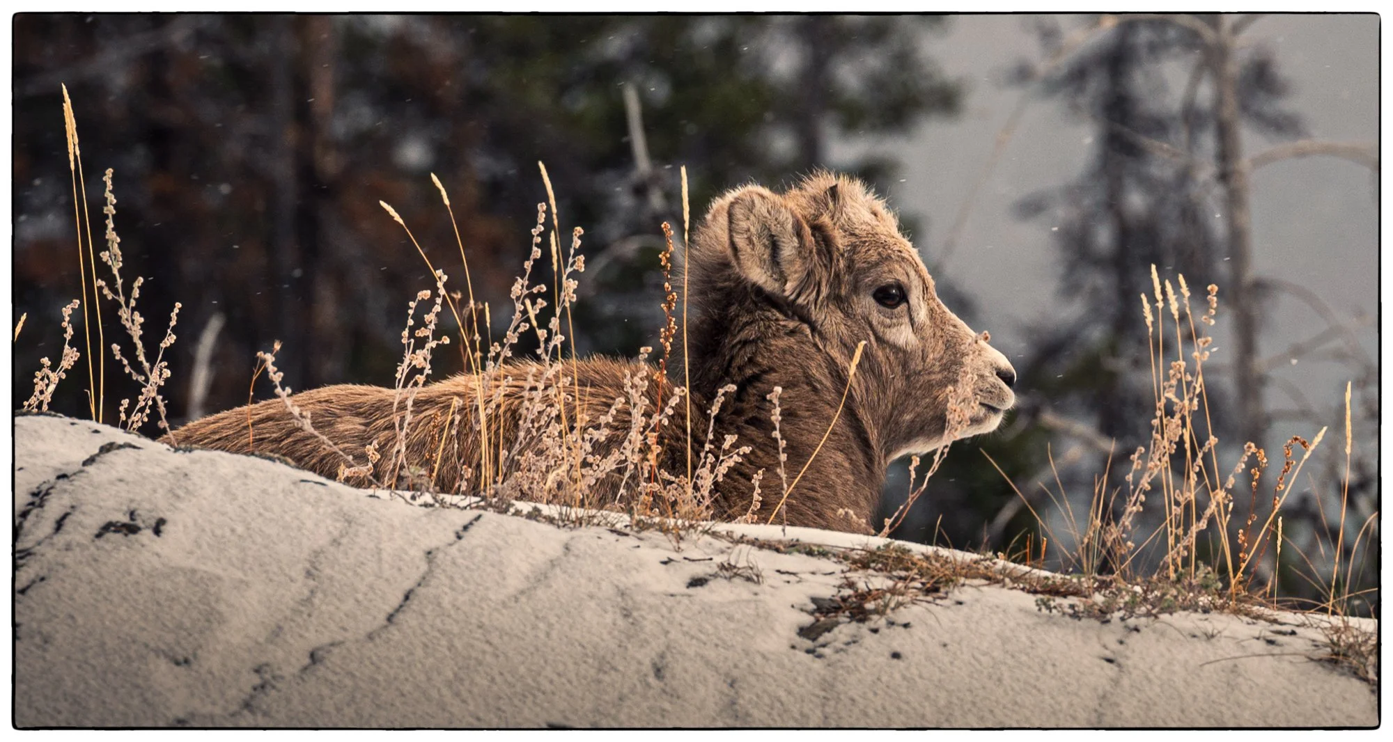 On the Old Fort trail, we usually see more goats.