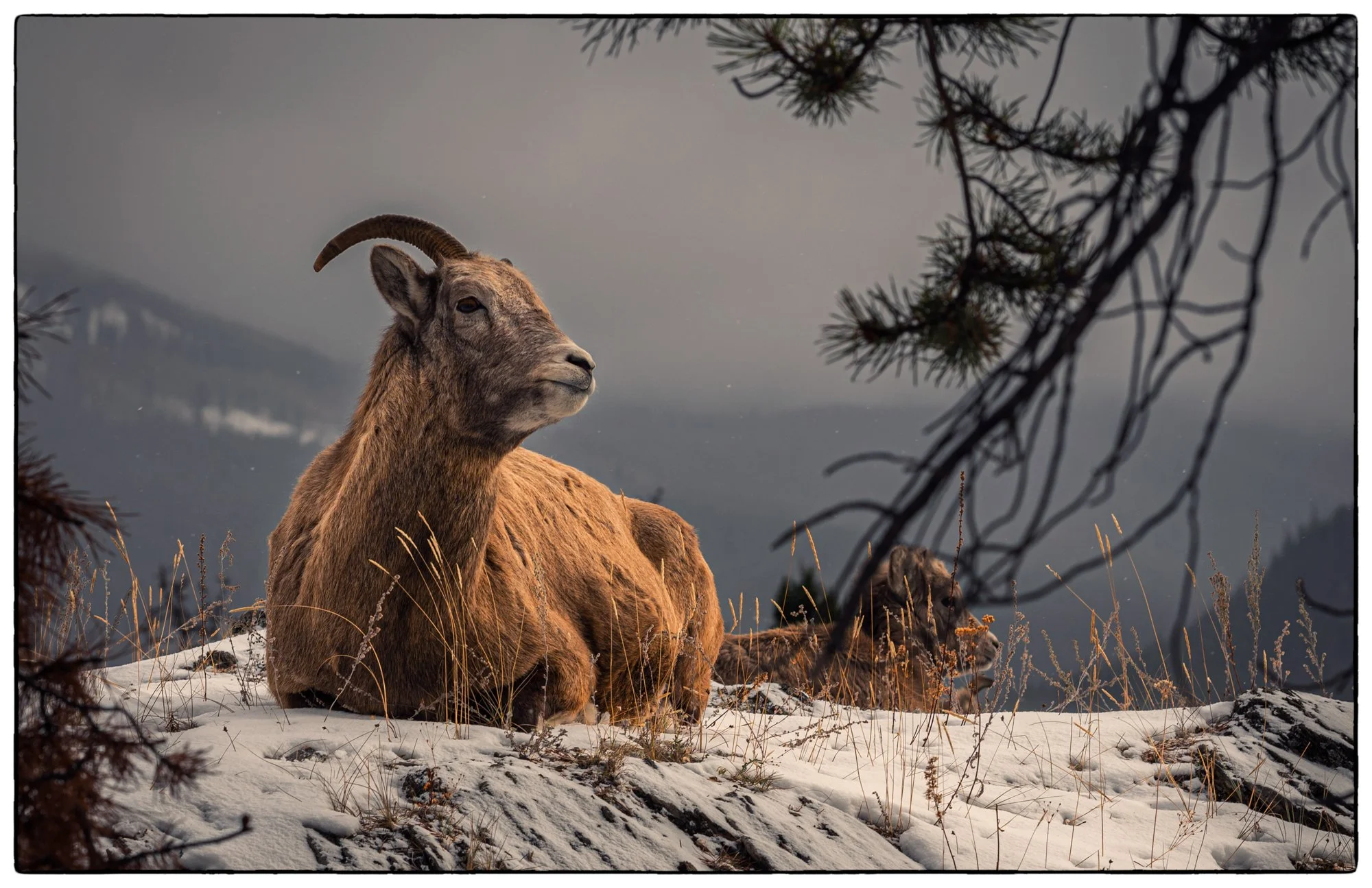 On the Old Fort trail, we usually see more goats.