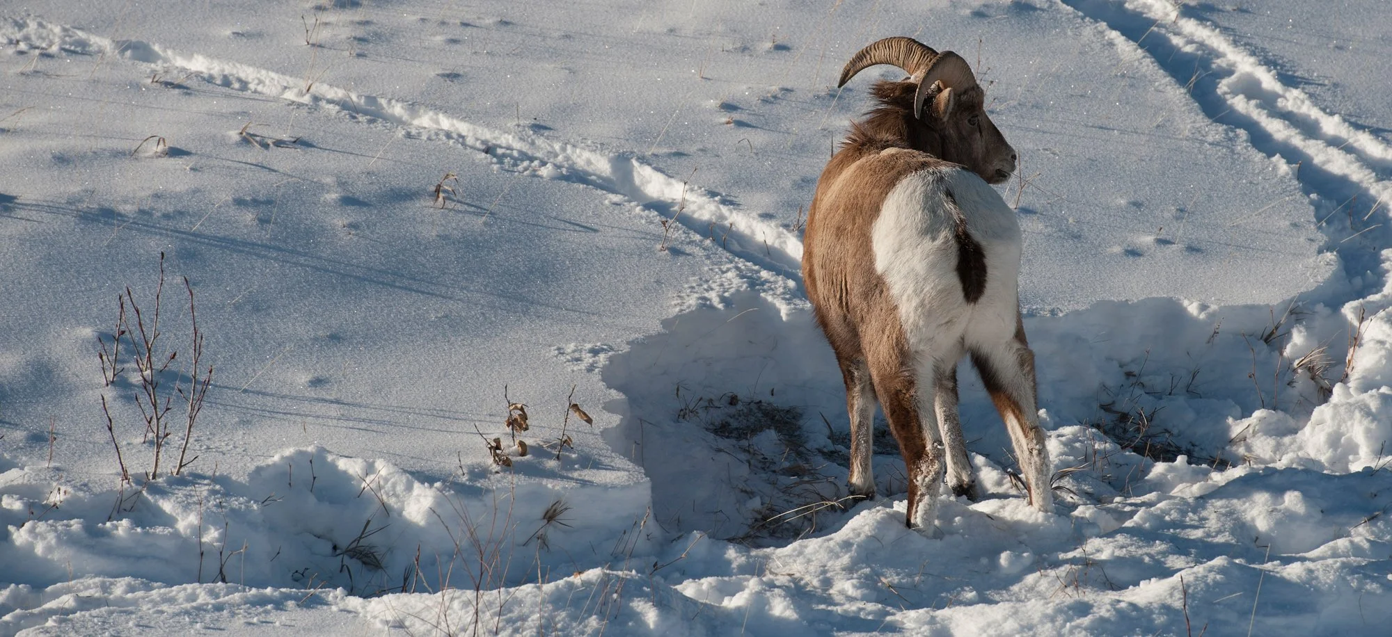Big Horn sheep along the David Thompson Highway.