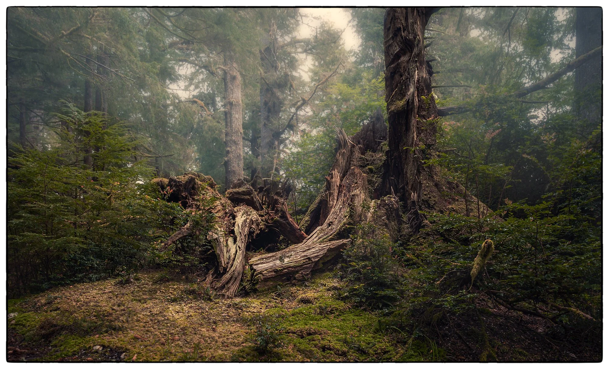 Rain Forest on Dodd island.