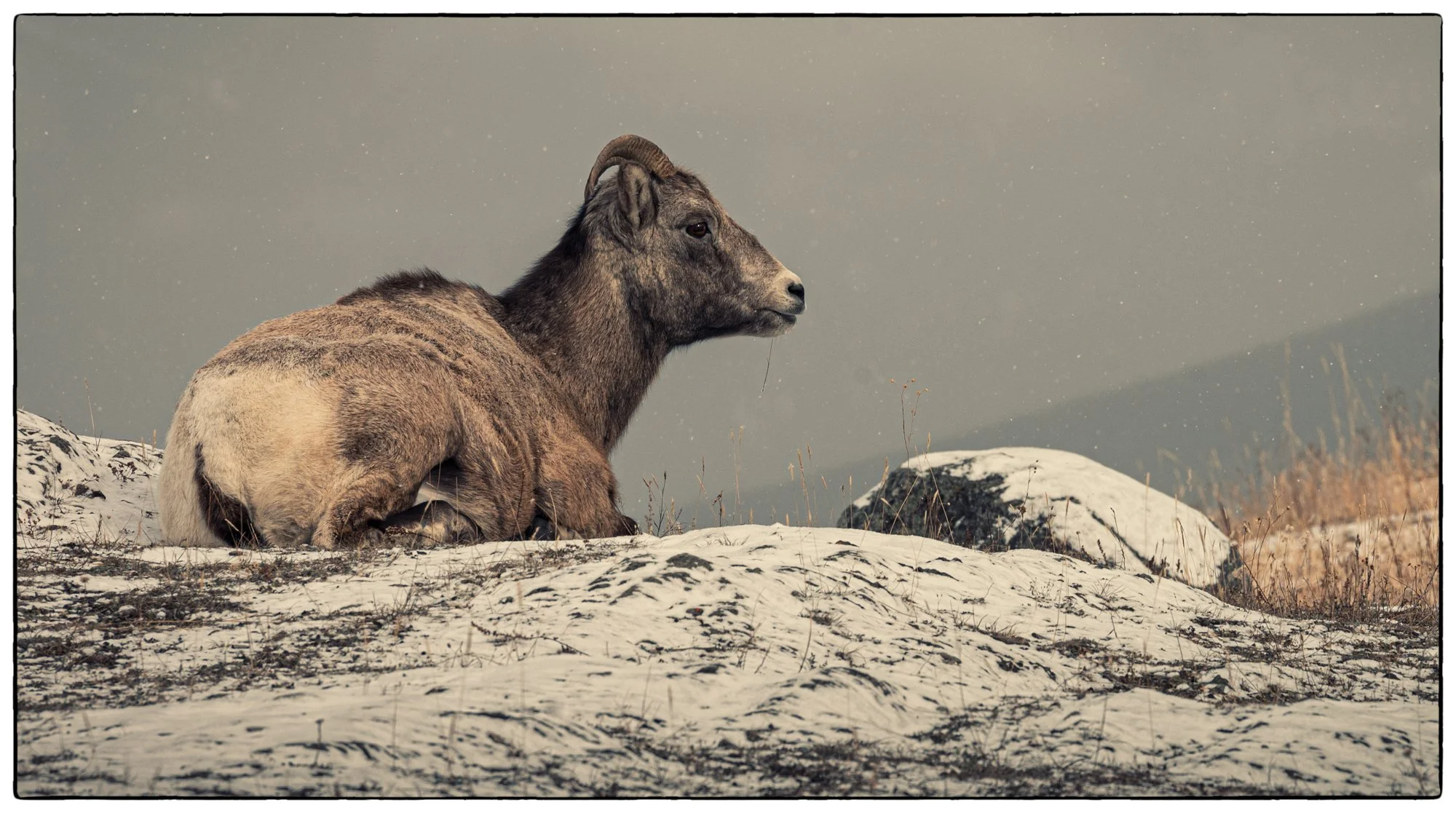 Here is another Mountain Goat that we encountered. Very peaceful. 