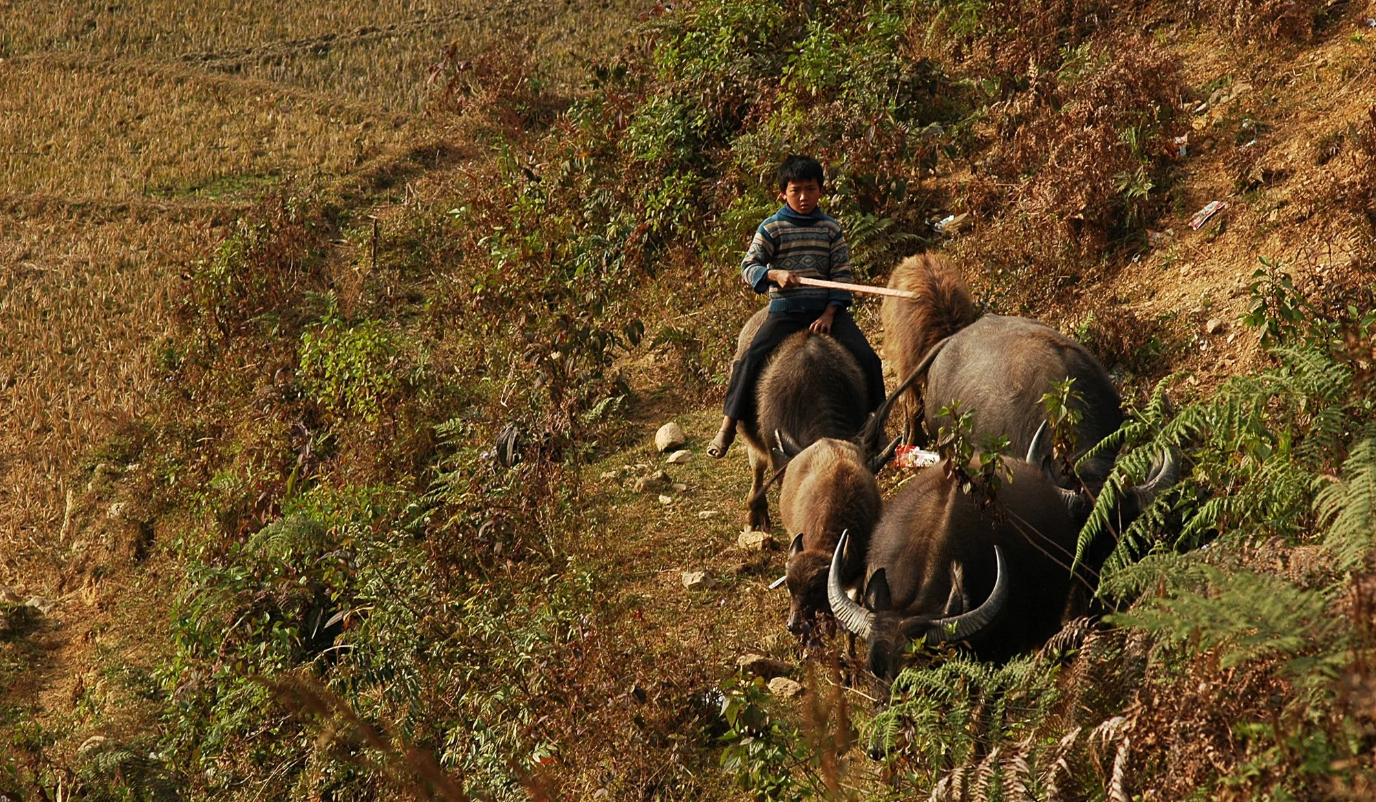 2008_sapa_37.jpg