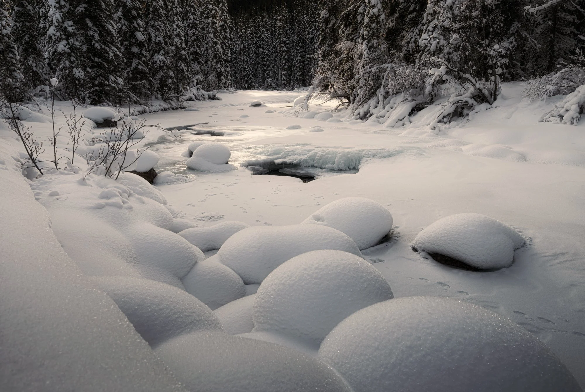 The Maligne Creek. 
