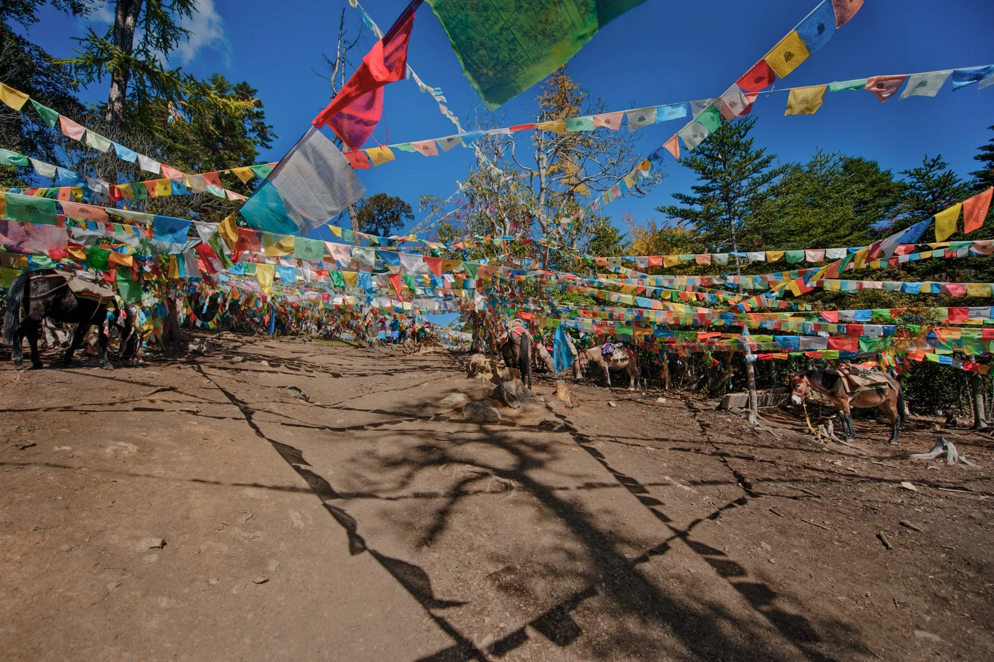 2011_china_yuben_06.jpg