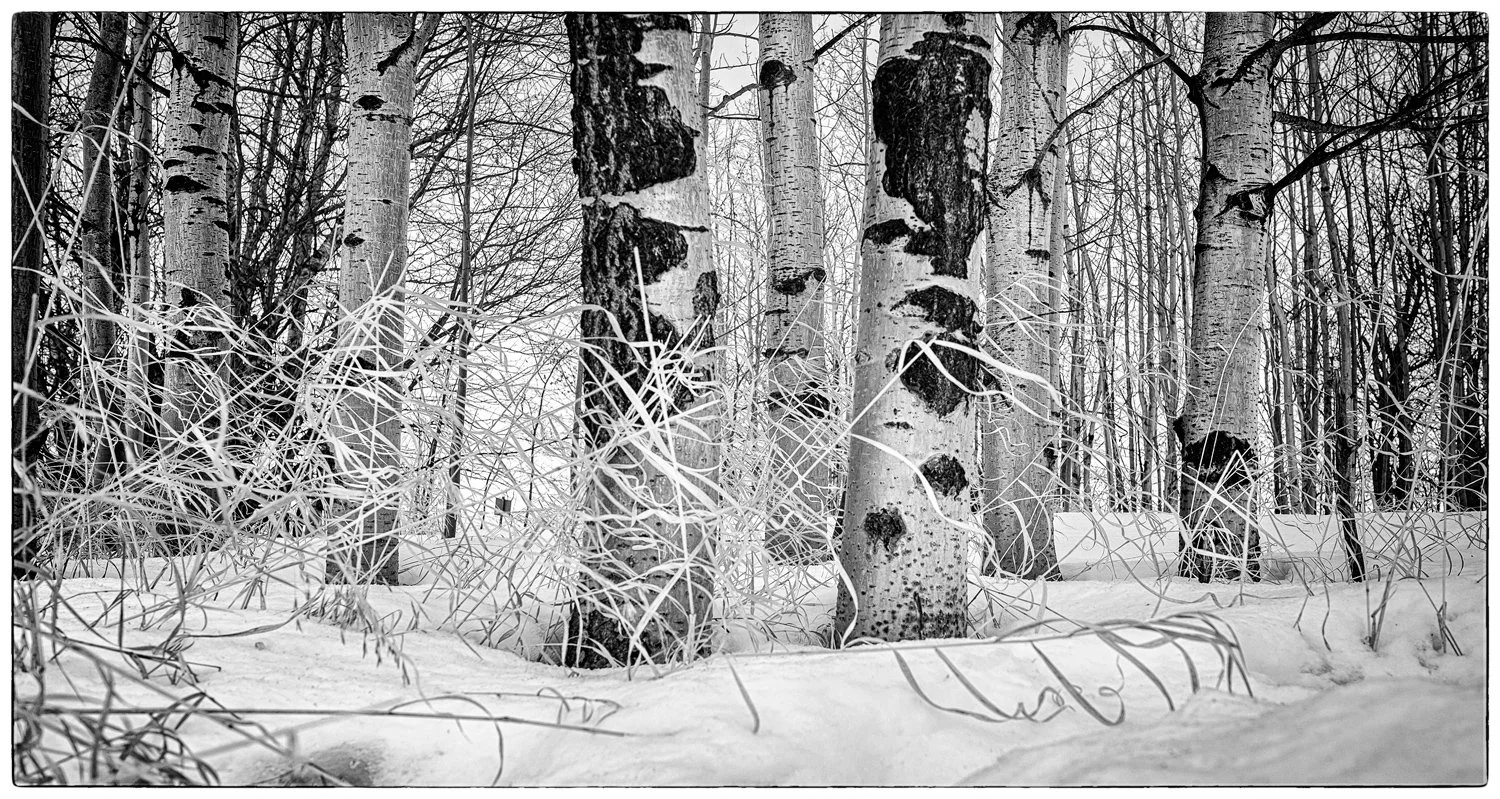  This was taken in the Elk Island National Park. The weather was quite gray. I loved these silvery trees and white straws.