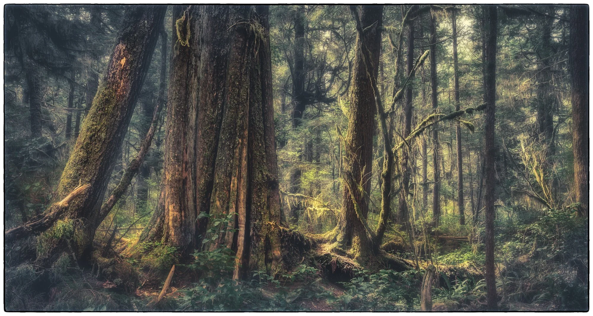 Pacific Rim National Park close by Tofino
