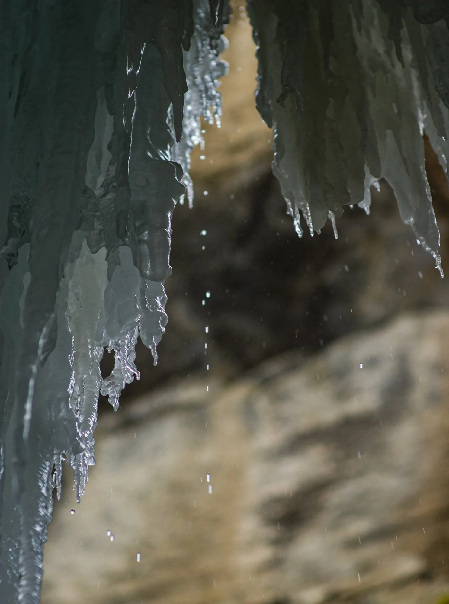 2009_jasper_11.jpg