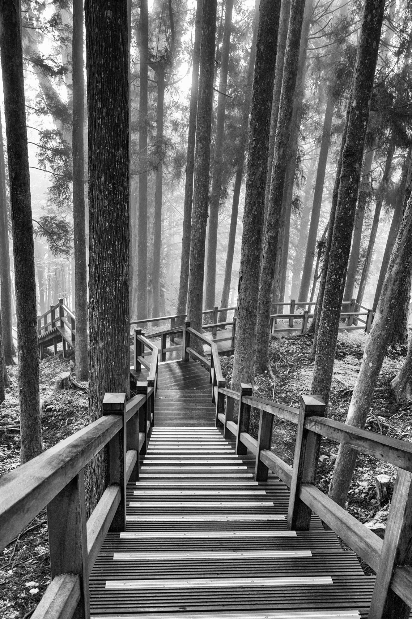 Misty forests of Alishan.