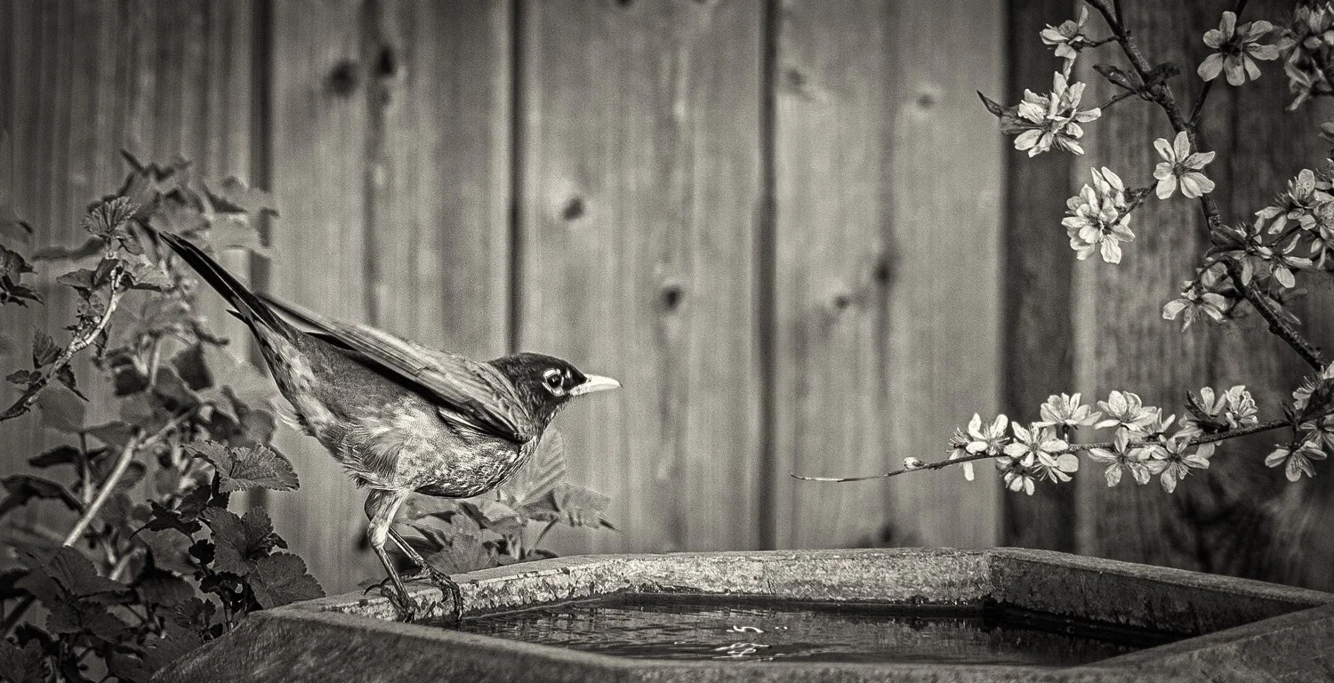 I set camera on tripod just outside our window and focus it on the bird bath, waiting on the young plum tree to open the blooms while the robin was there. 