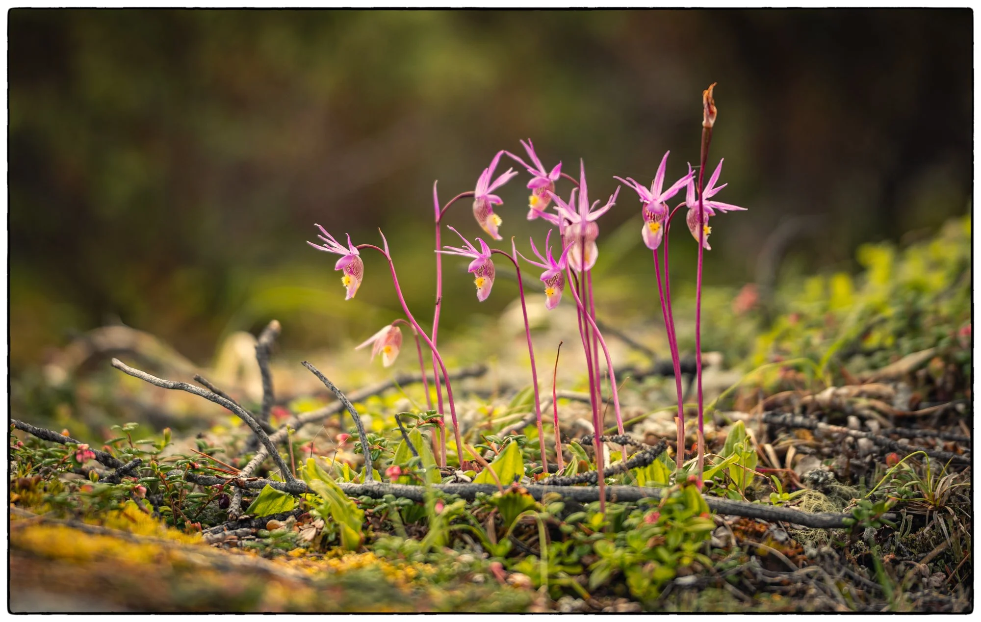Found these walking by the Horse Shoe Lake.