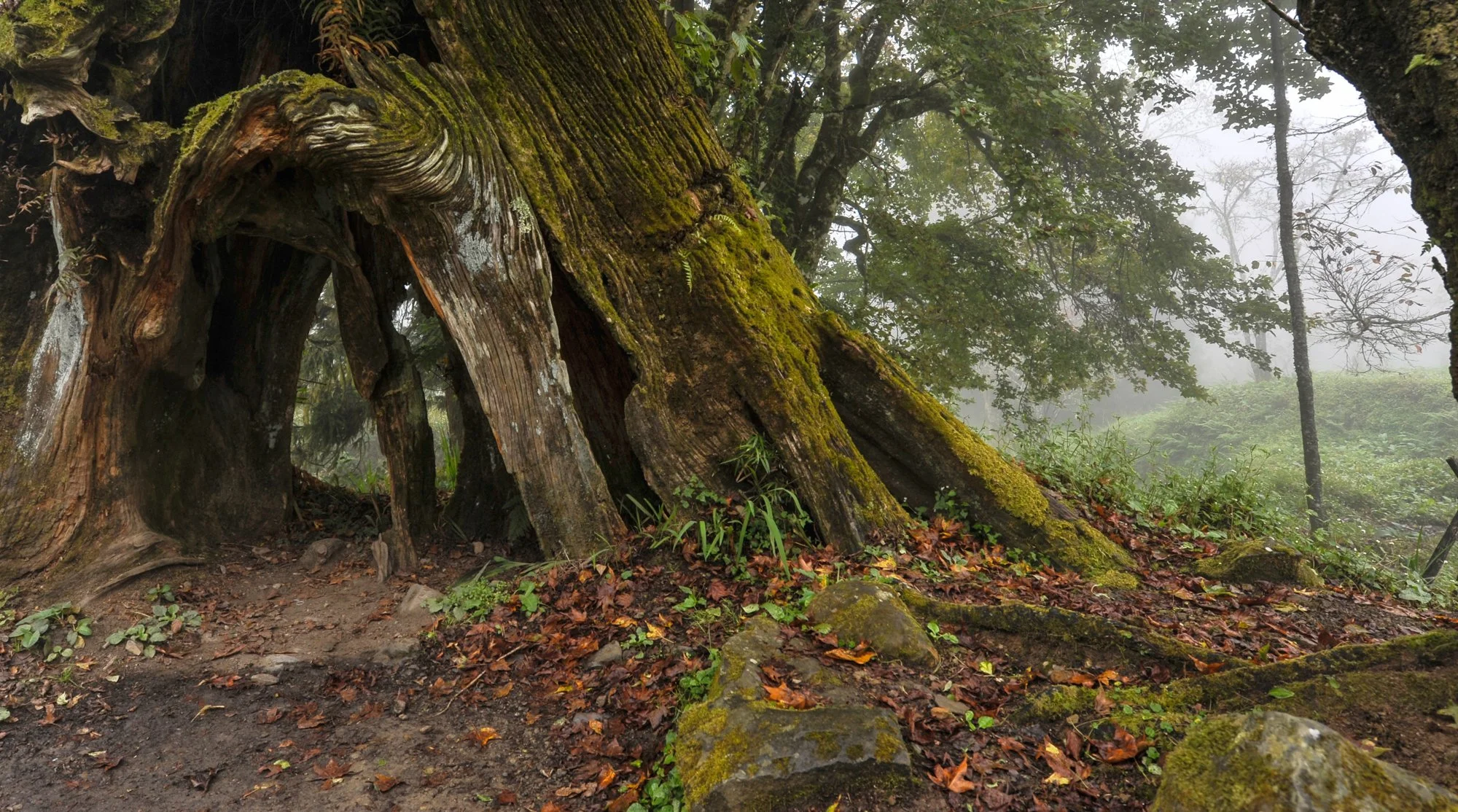 Misty forests of Alishan.