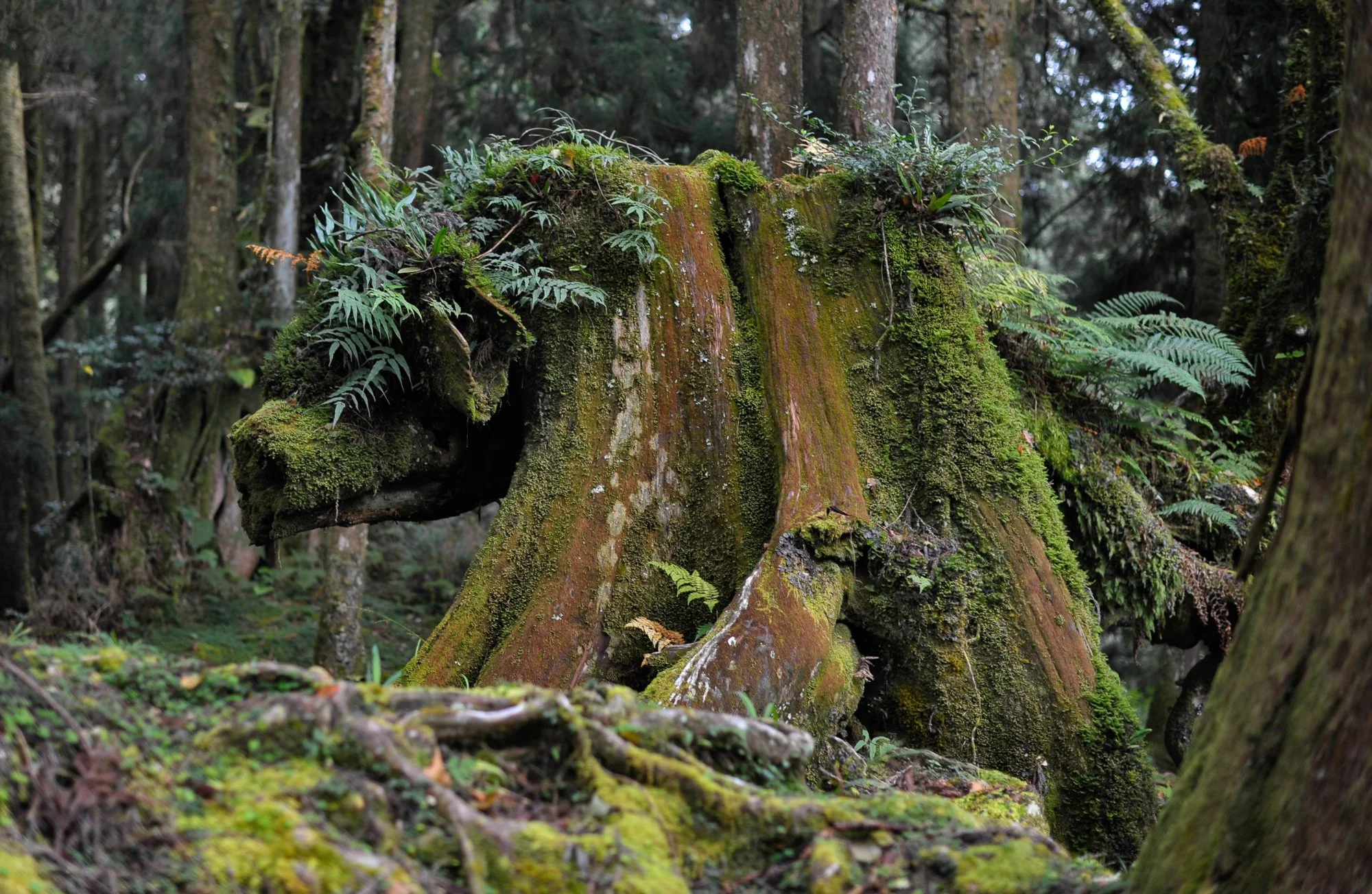Wild Boar stump.