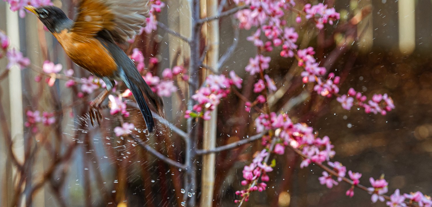  I set camera on tripod just outside our window and focus it on the bird bath, waiting on the young plum tree to open the blooms while the robin to be there. Try to catch this bird!