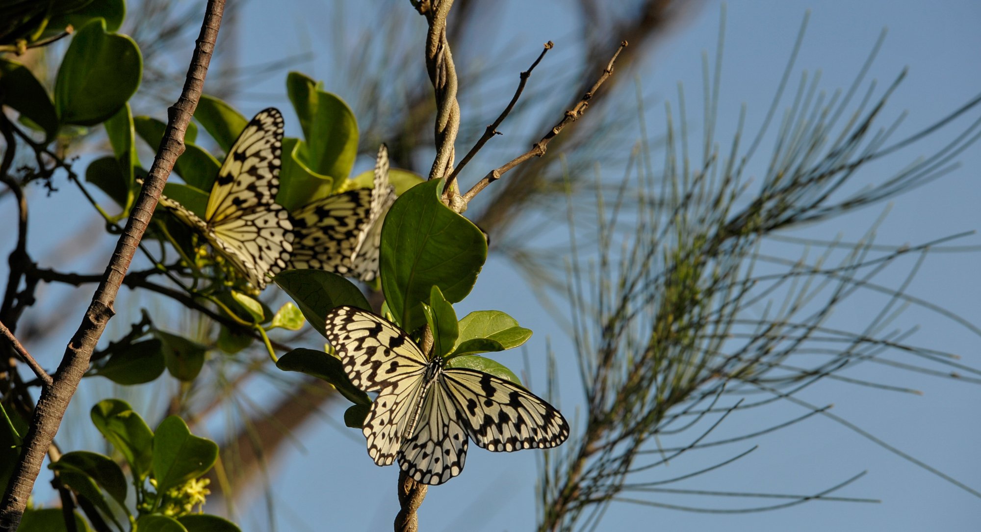 Yehliu Geopark. Butterflies.