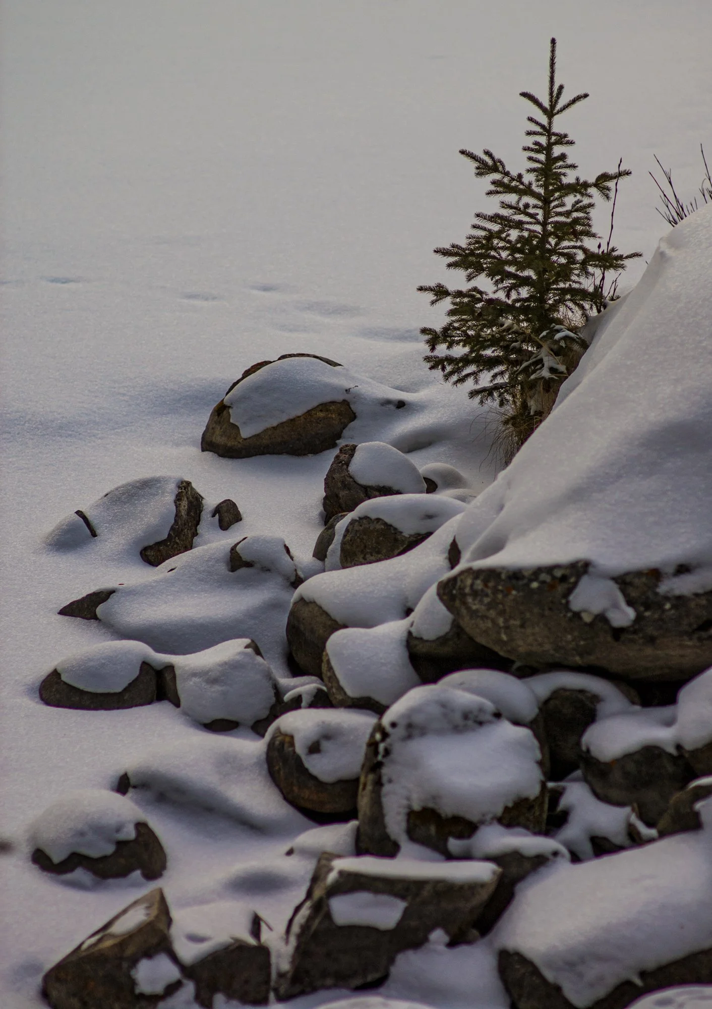 2009_jasper_13.jpg