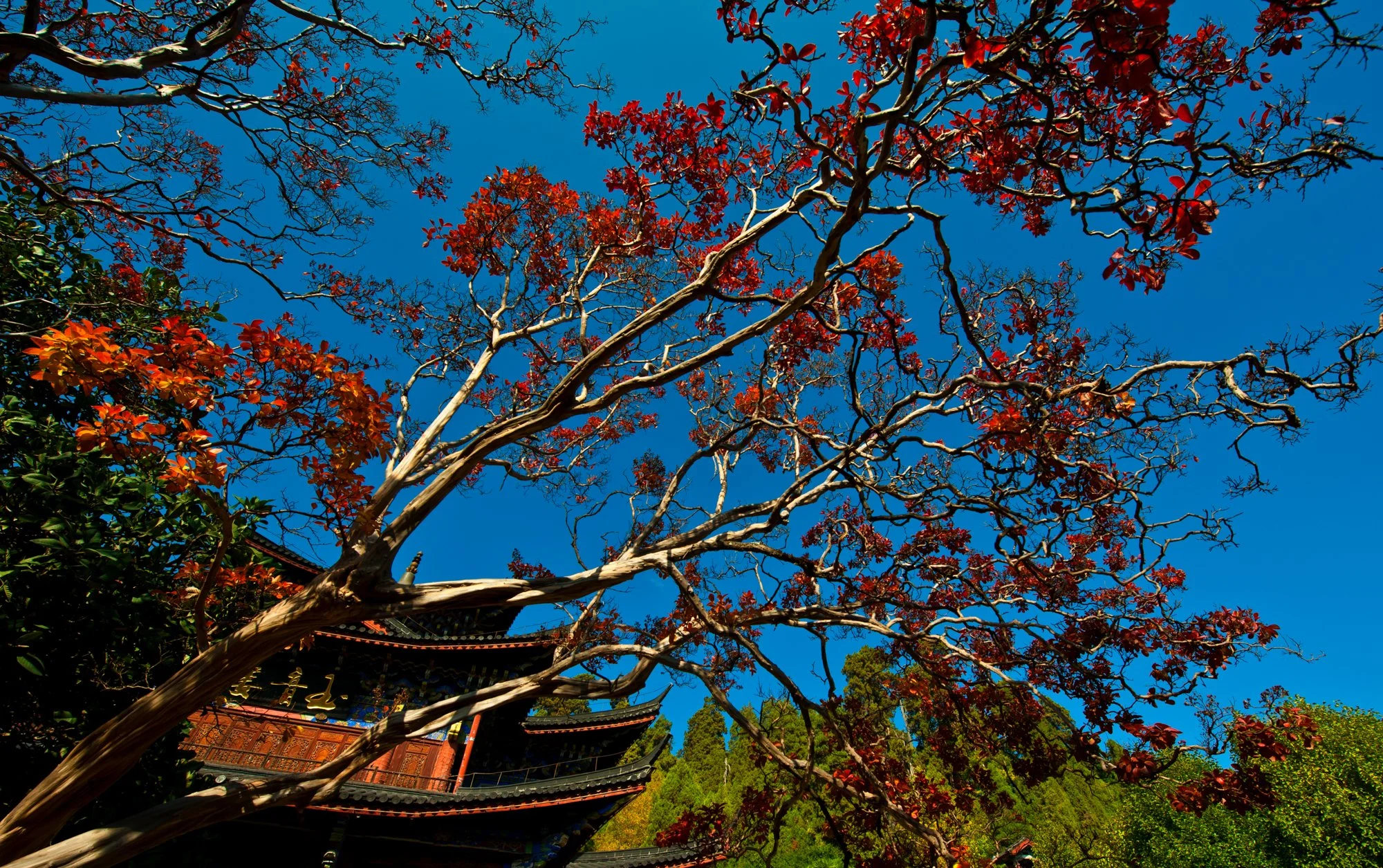 2011_china_lijiang_05.jpg