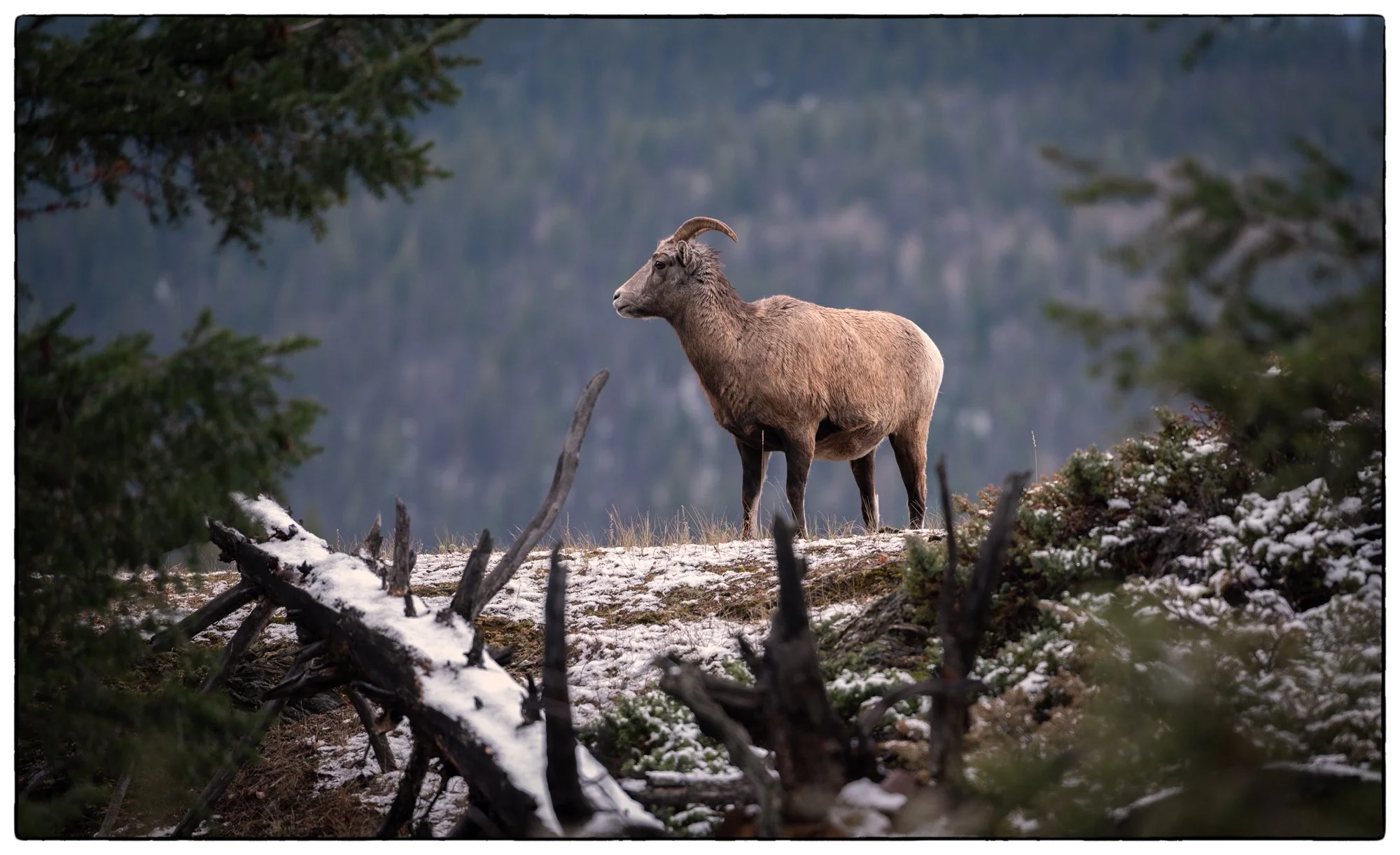 Old Fort hike in the morning. The sheep were there as usual