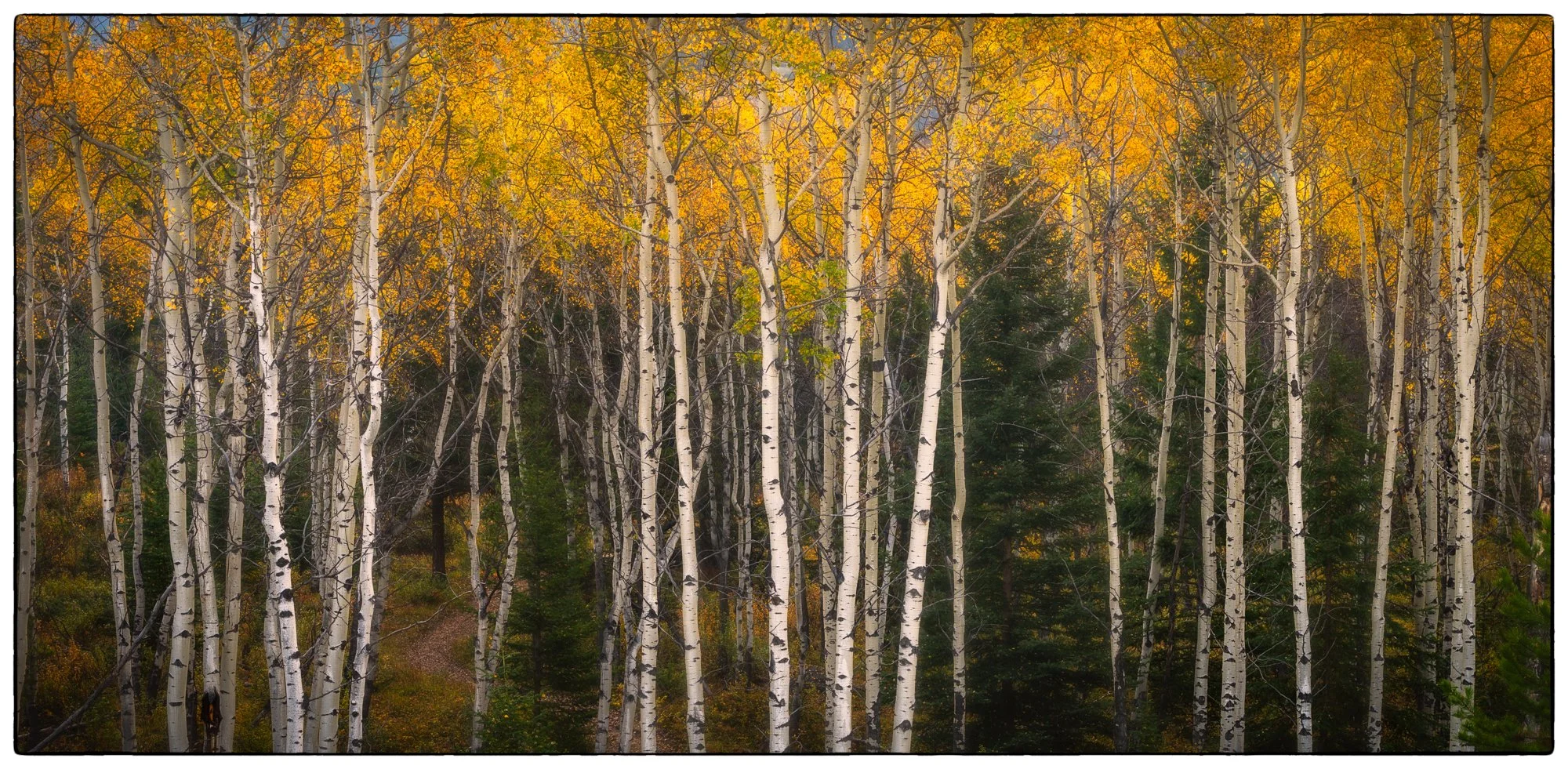 Old Fort hike. Aspen grove