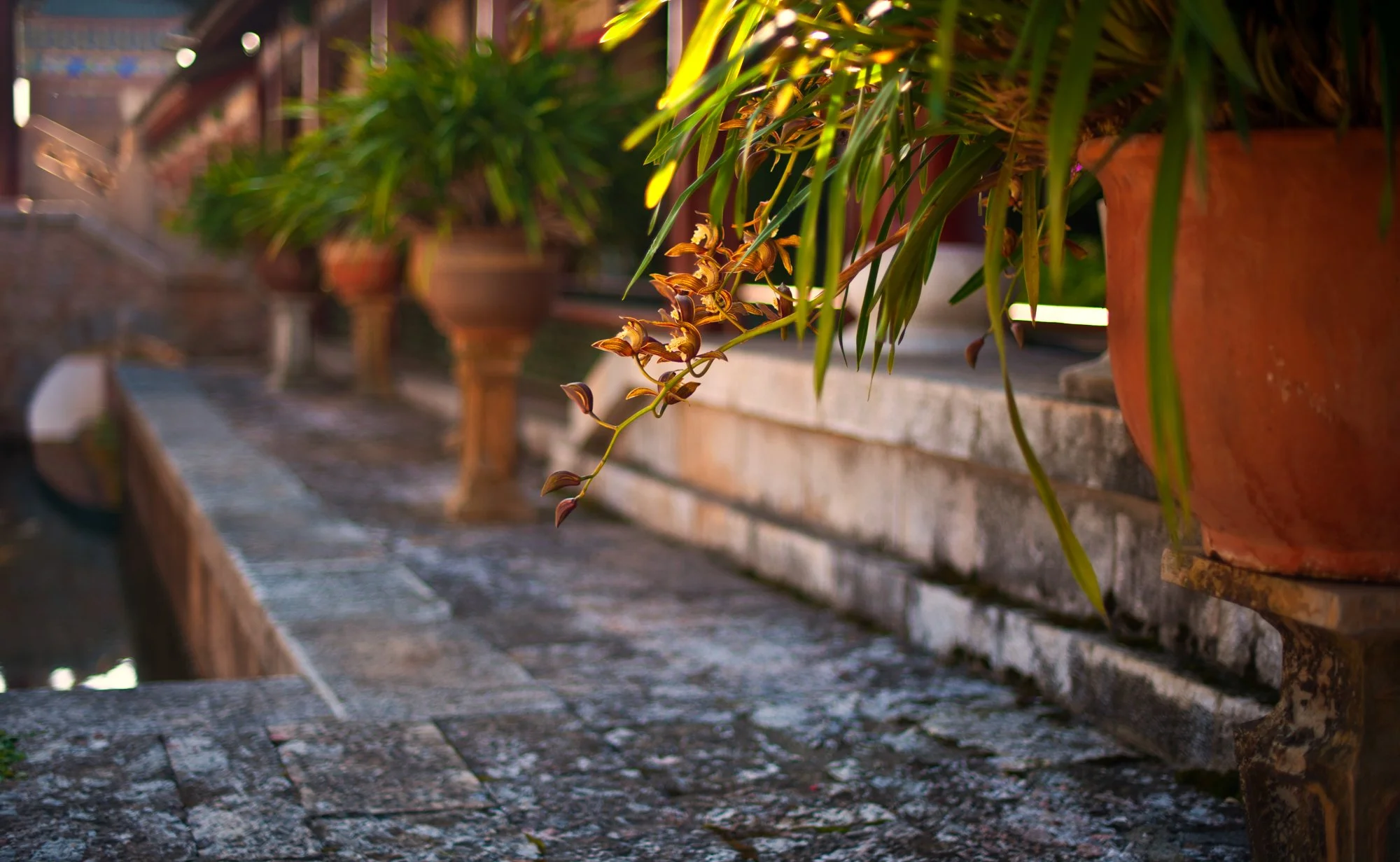 2011_china_lijiang_01.jpg