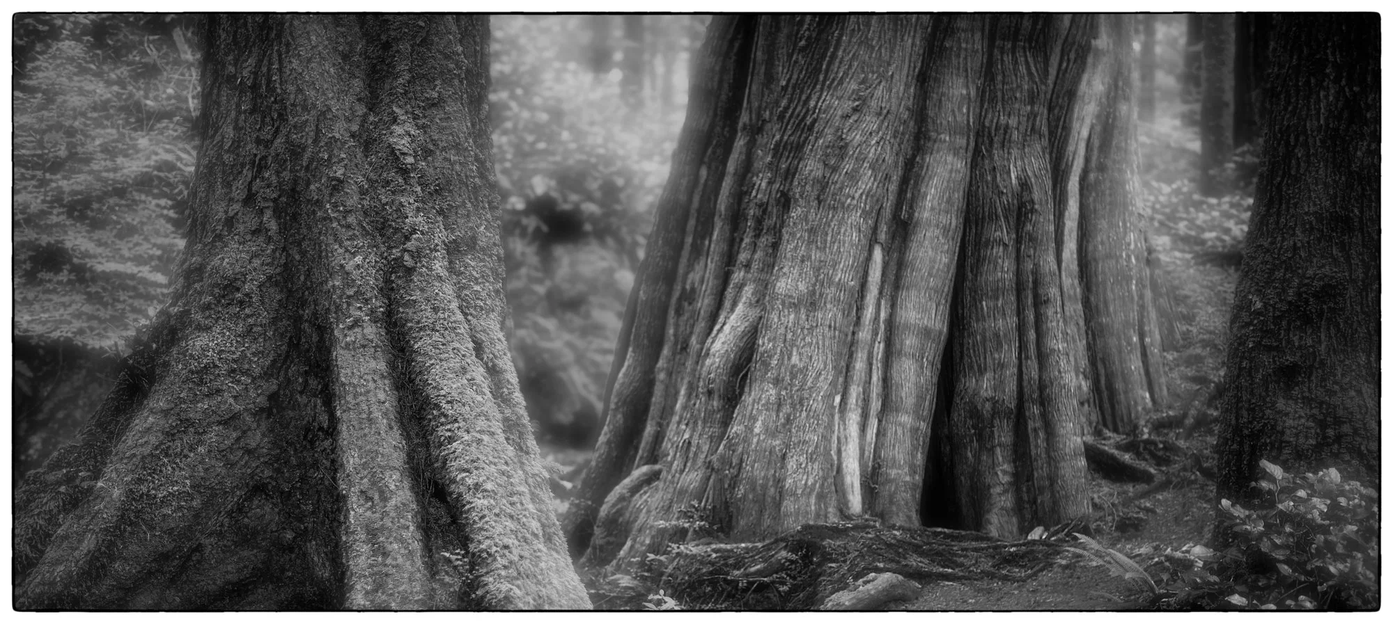 2012_vancouver_island21.jpg