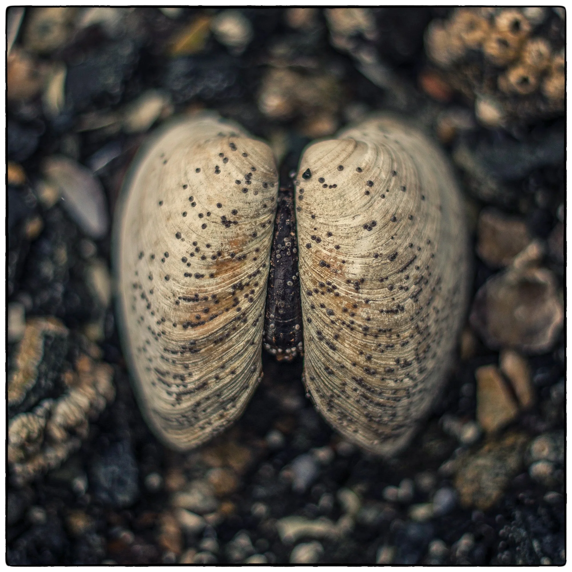 Shells on a shore