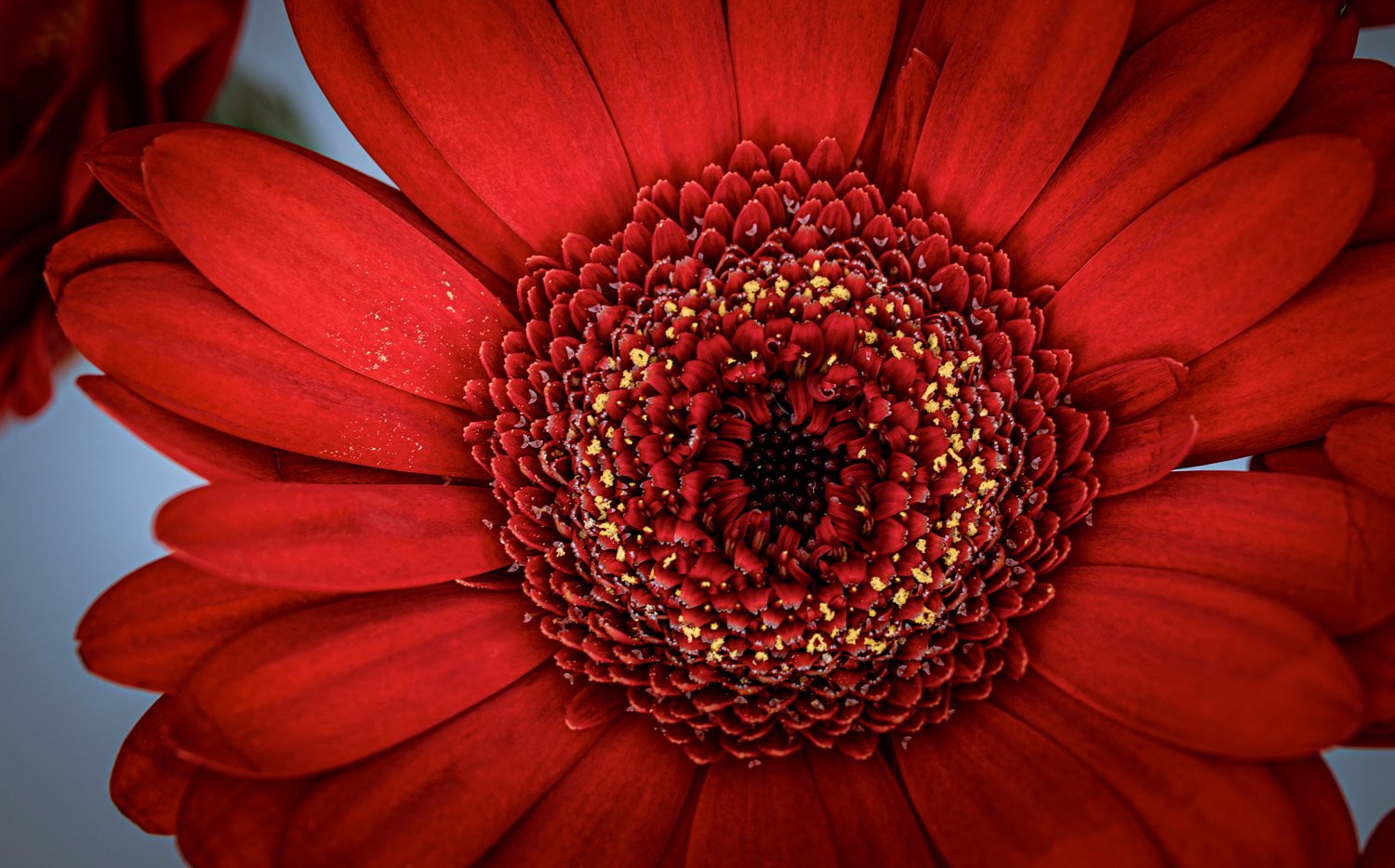 Close up on the flower, testing one of my lenses.