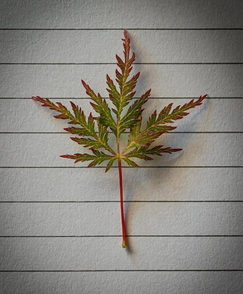 This is a maple leaf on a piece of paper from one of our bonsais.
