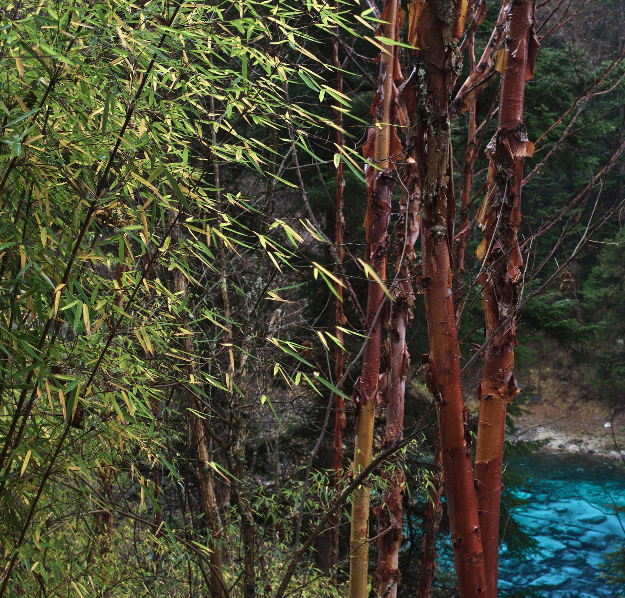 2011_china_jiuzhaigou_08.jpg